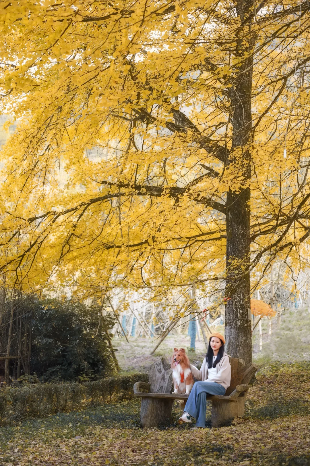 📍长沙带狗自驾桐子坳景区赏银杏全攻略🍁