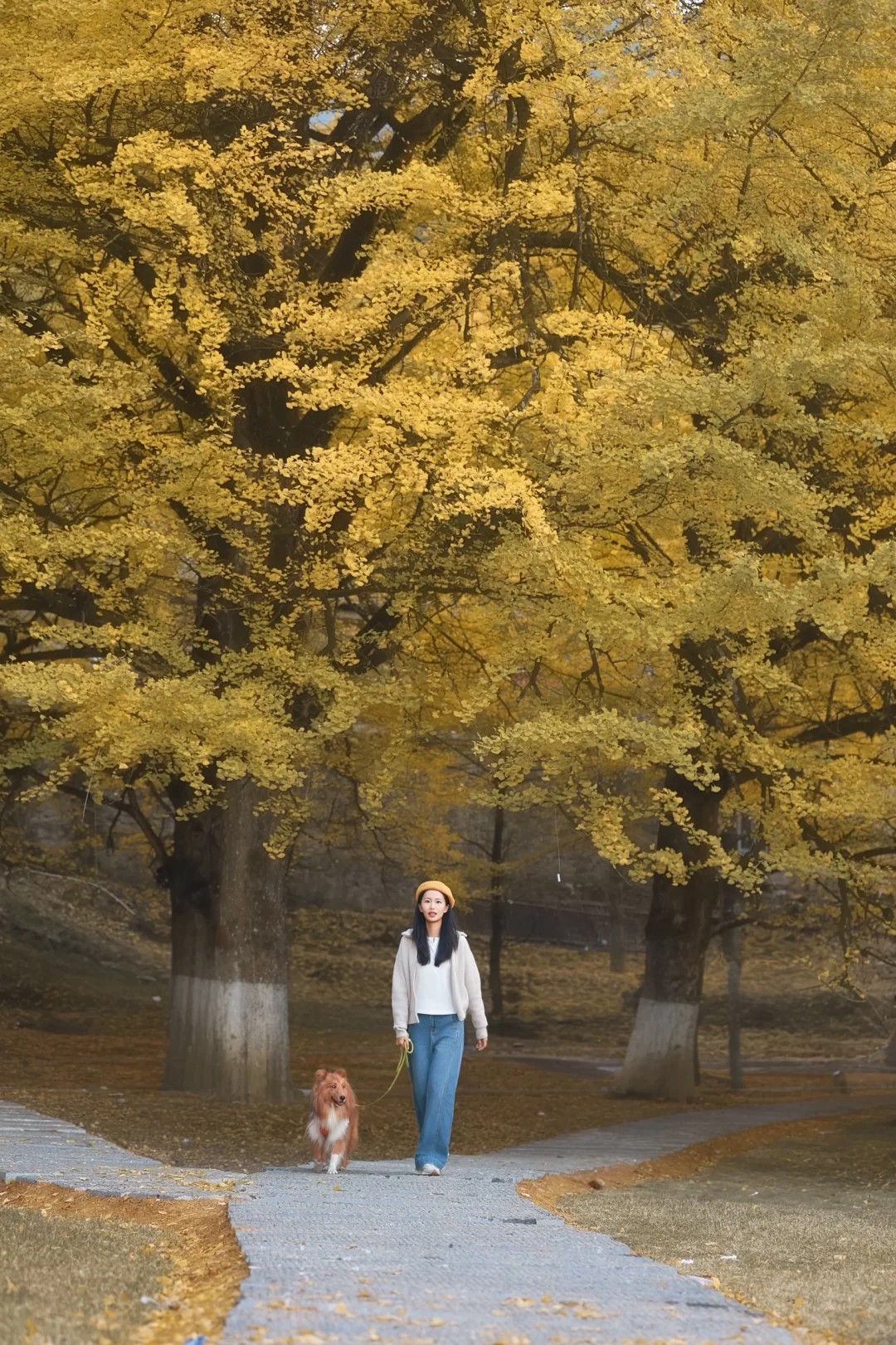 📍长沙带狗自驾桐子坳景区赏银杏全攻略🍁
