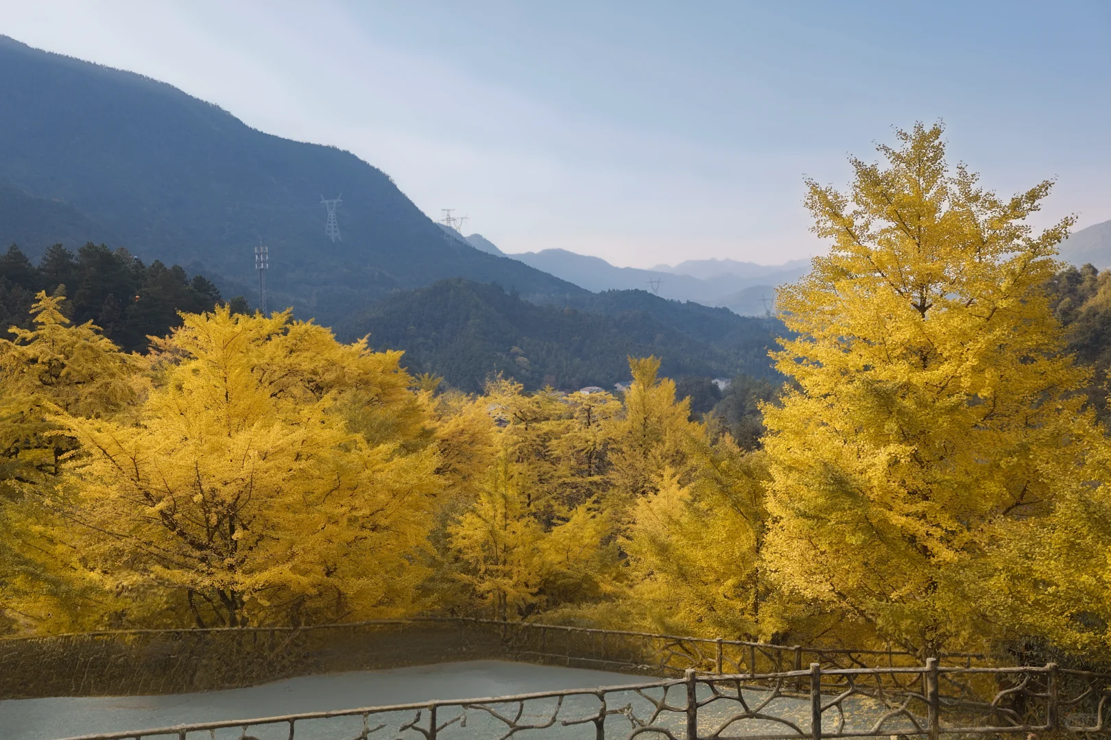 📍长沙带狗自驾桐子坳景区赏银杏全攻略🍁