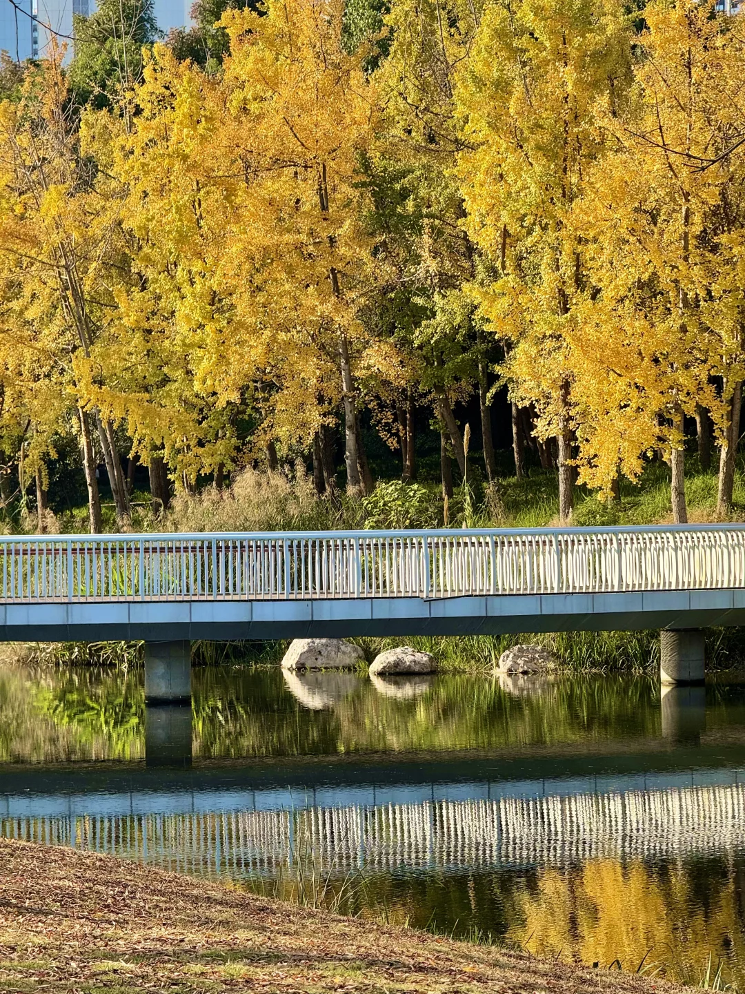 谁懂！成都这个公园有种不在国内的美！