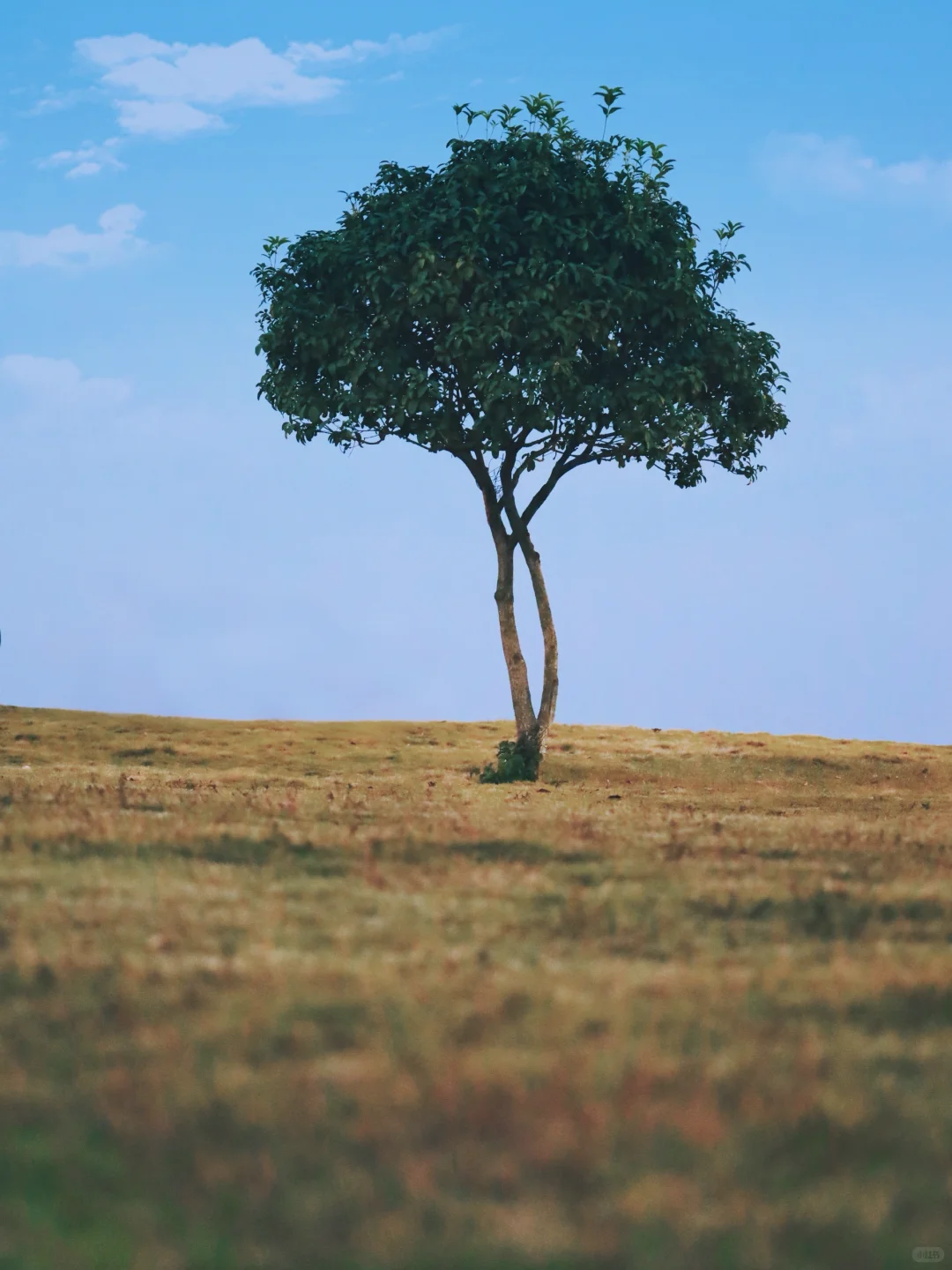 木兰草原｜周末不费妈攻略🔥1h直达放肆嗨