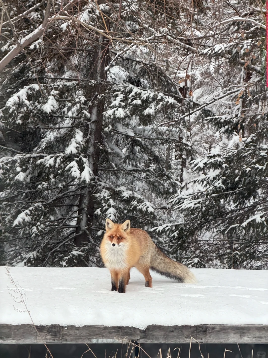 禾木11.18实况！一定要来冬天的阿勒泰，值得！