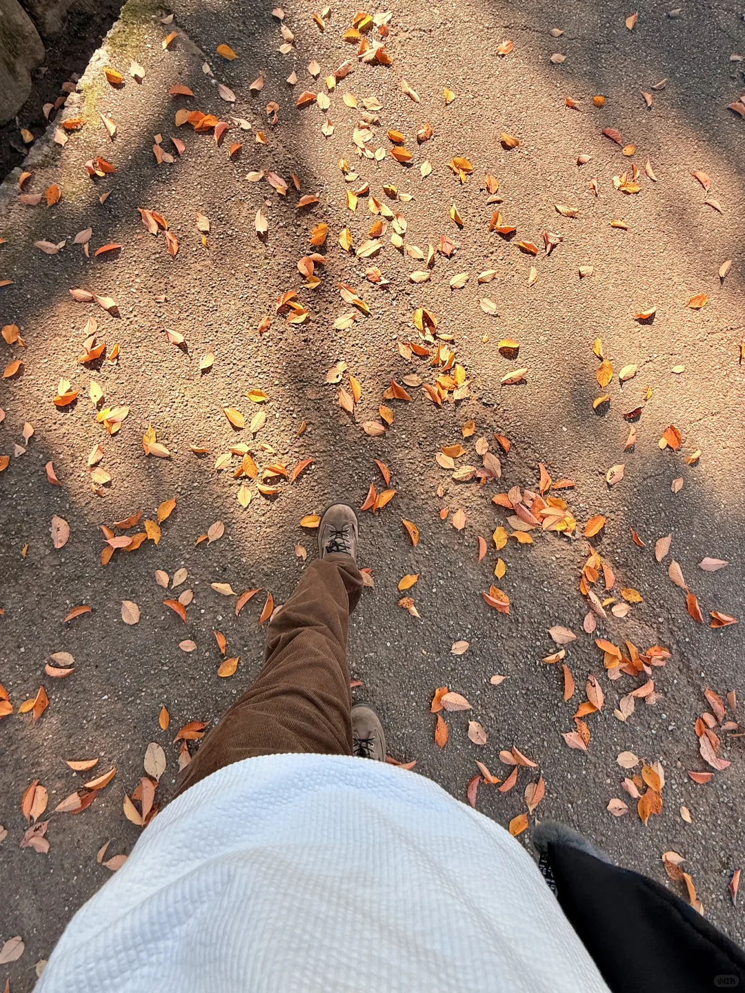 Live丨第一次在奈良感受秋天🦌🍁