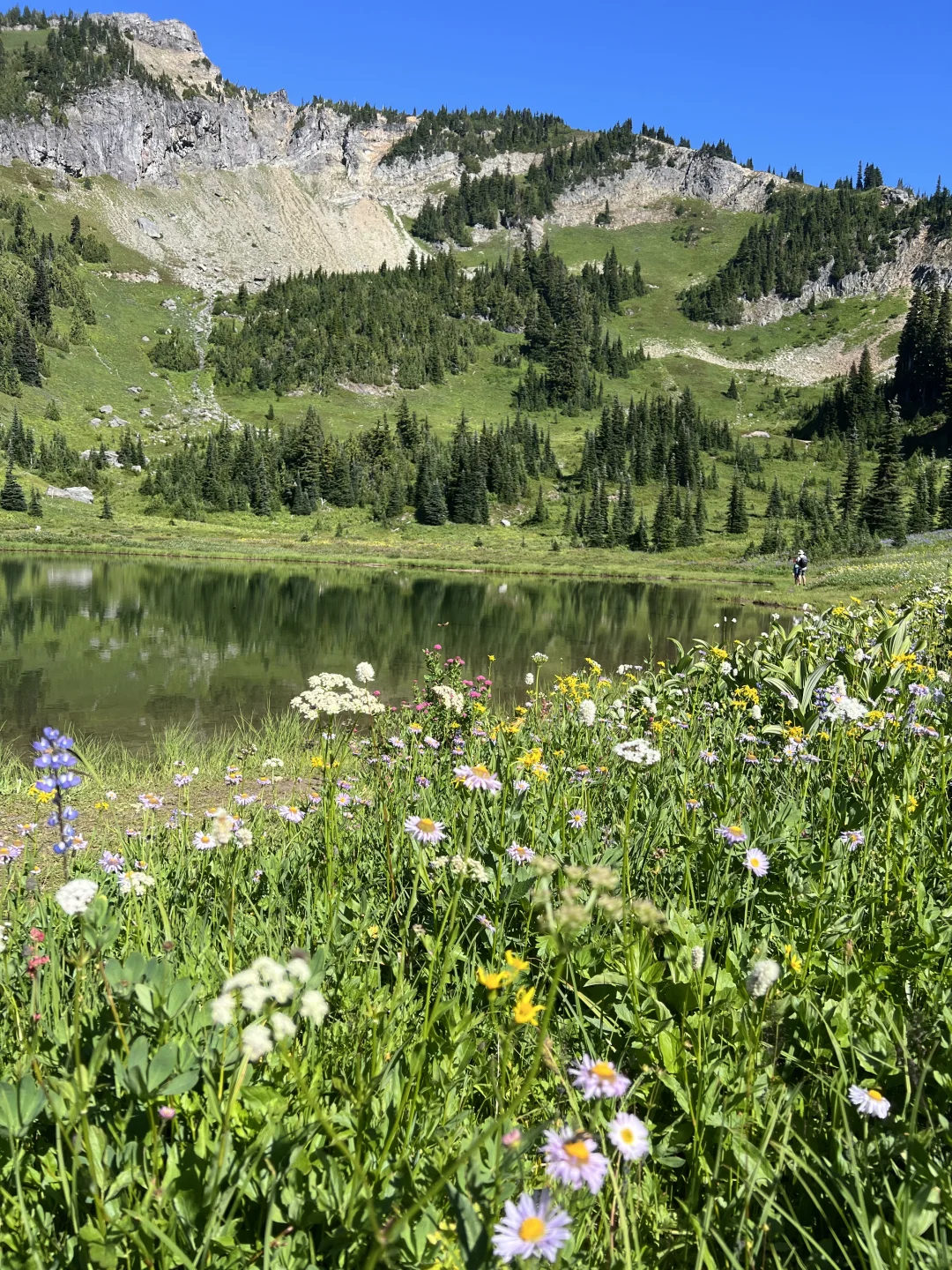 🇺🇸Rainier绝美雪山花海！漫山遍野美晕了！！