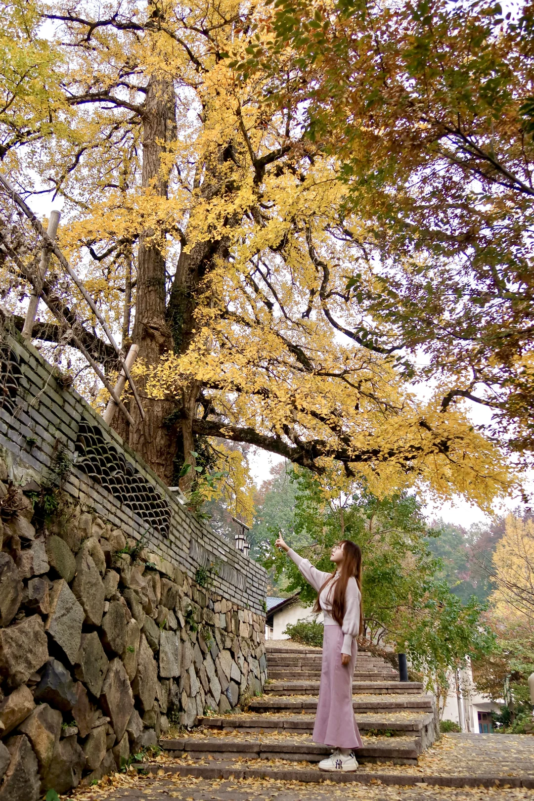 周末去哪玩|指南村秋色正当时🍁赏千年银杏