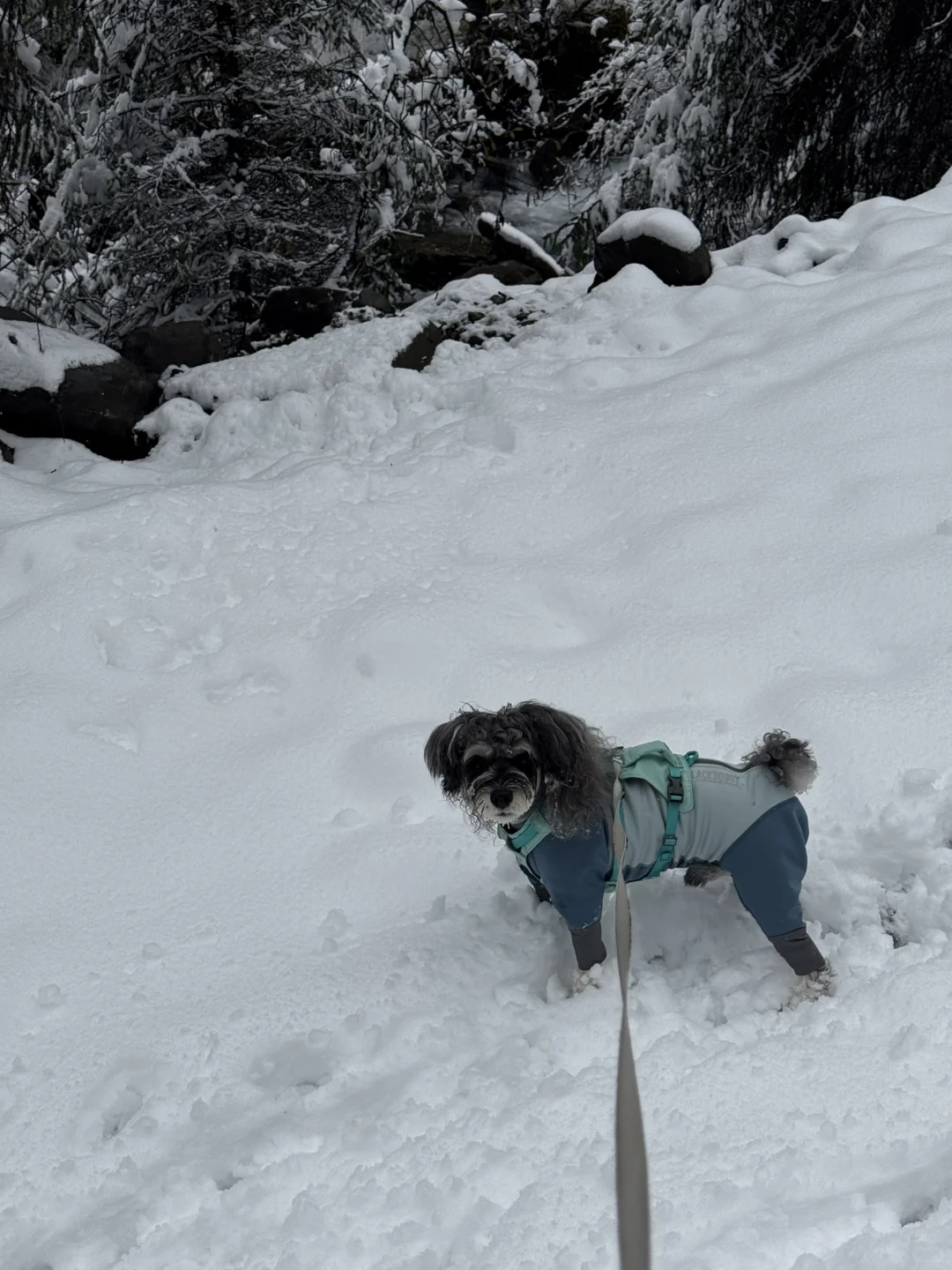 带小狗玩川西｜玛嘉沟