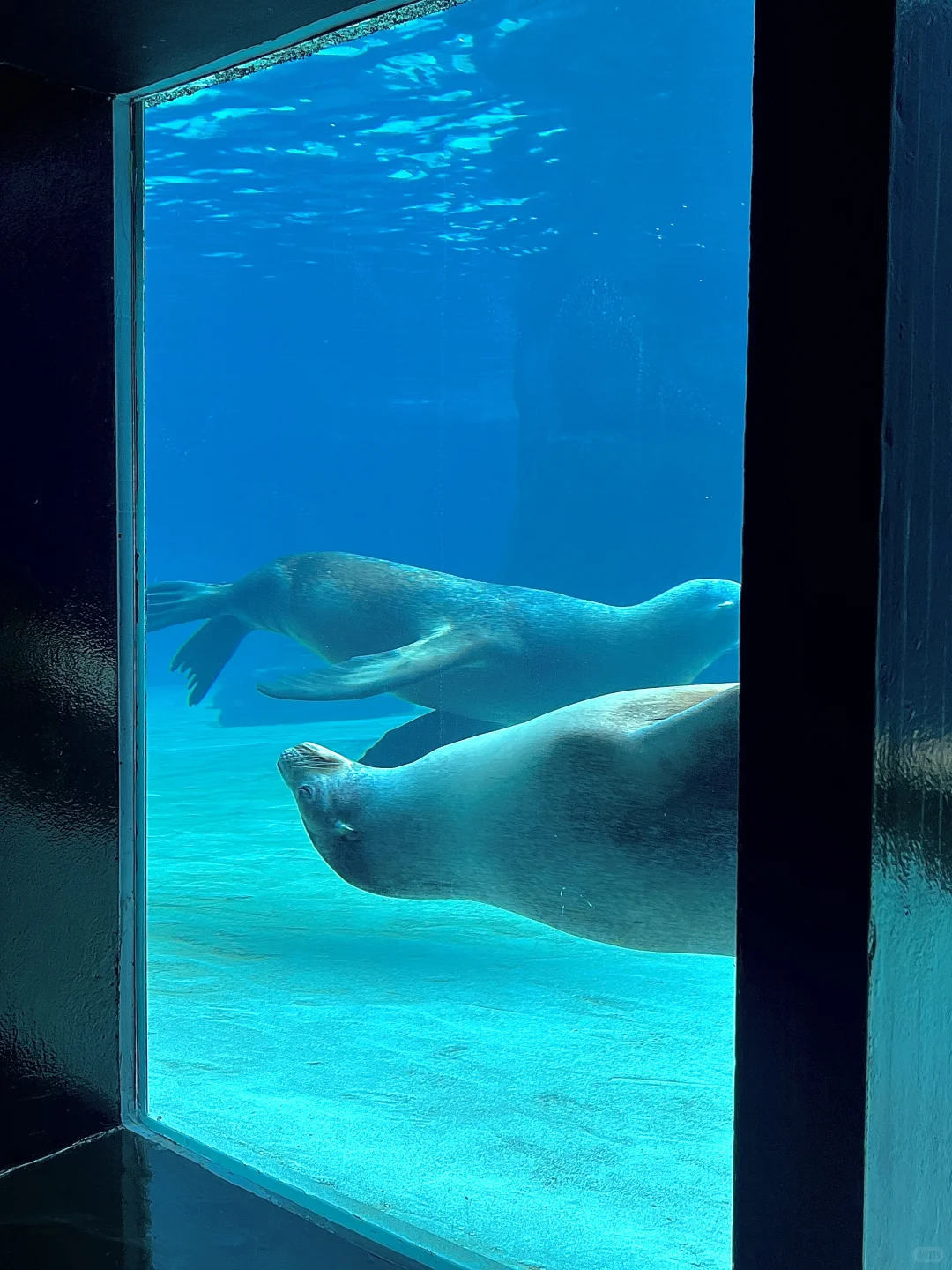 香港海洋公园小tips！