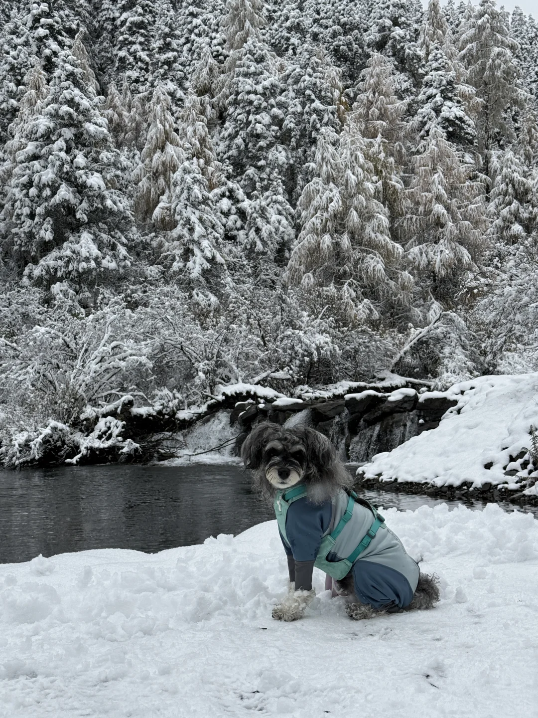 带小狗玩川西｜玛嘉沟