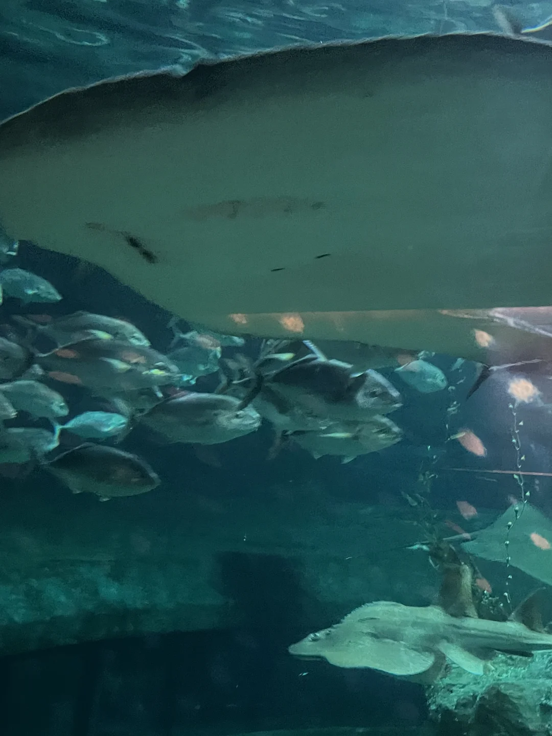 香港海洋公园小tips！