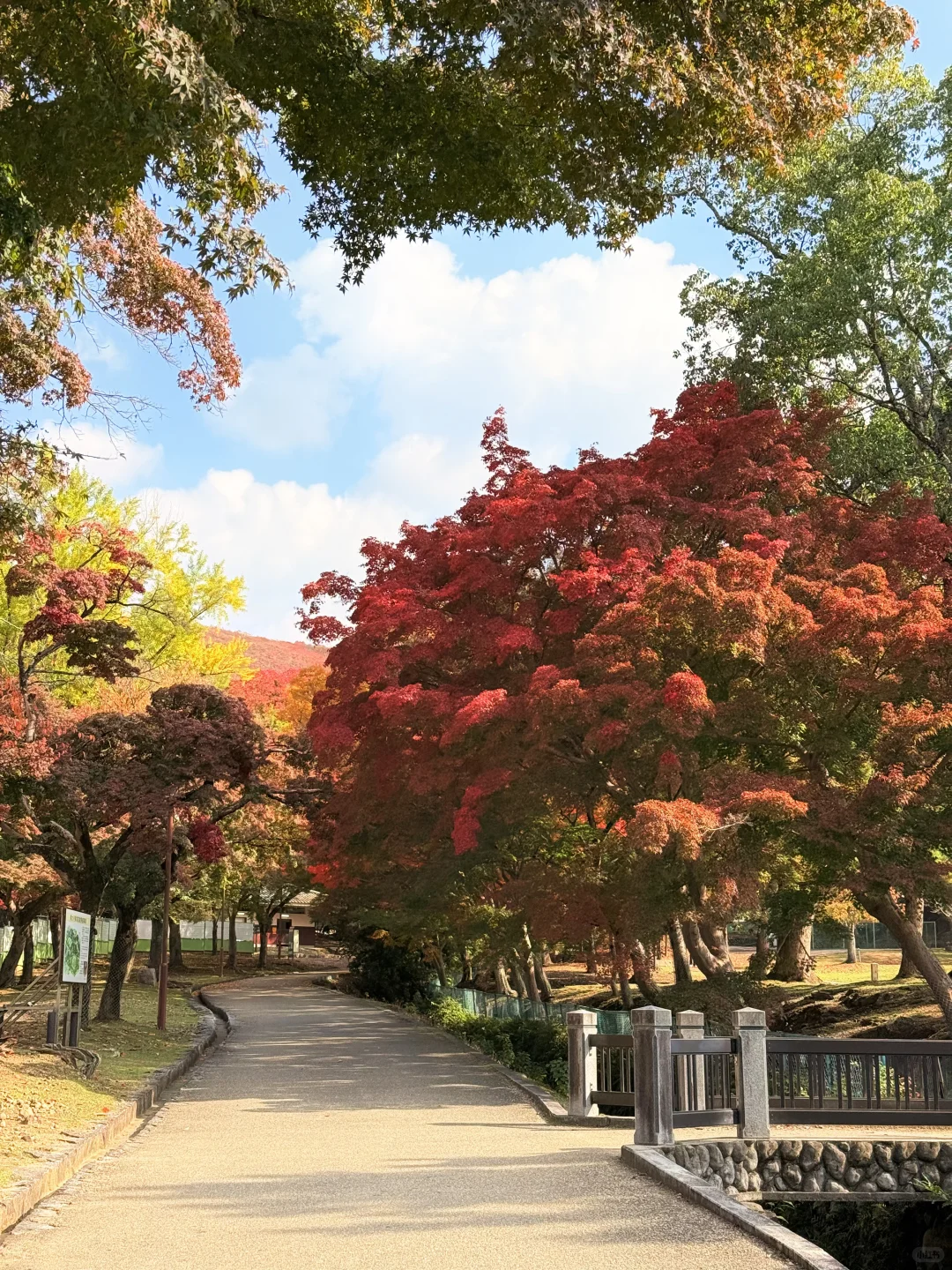 Live丨第一次在奈良感受秋天🦌🍁