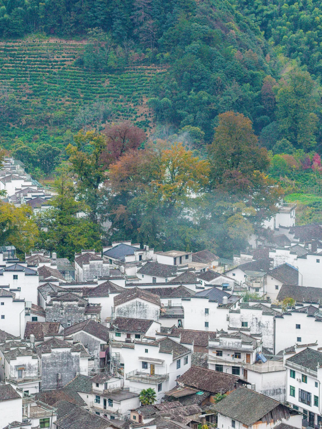接下来的婺源，堪称国内旅游天花板‼️