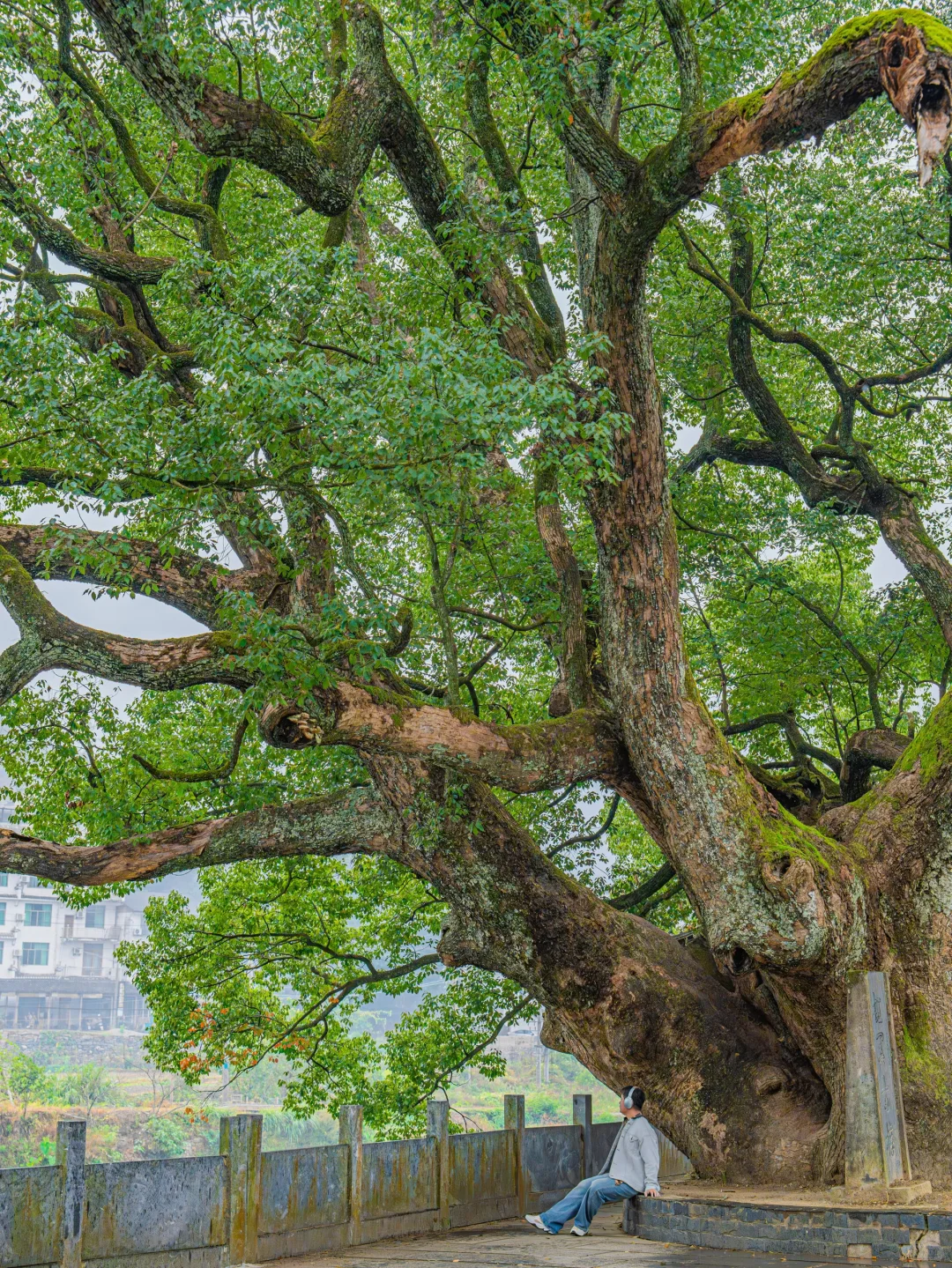 接下来的婺源，堪称国内旅游天花板‼️