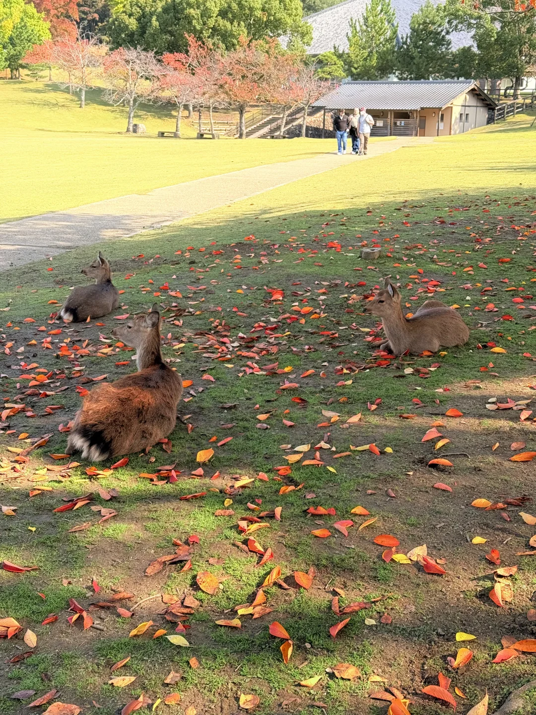 Live丨第一次在奈良感受秋天🦌🍁