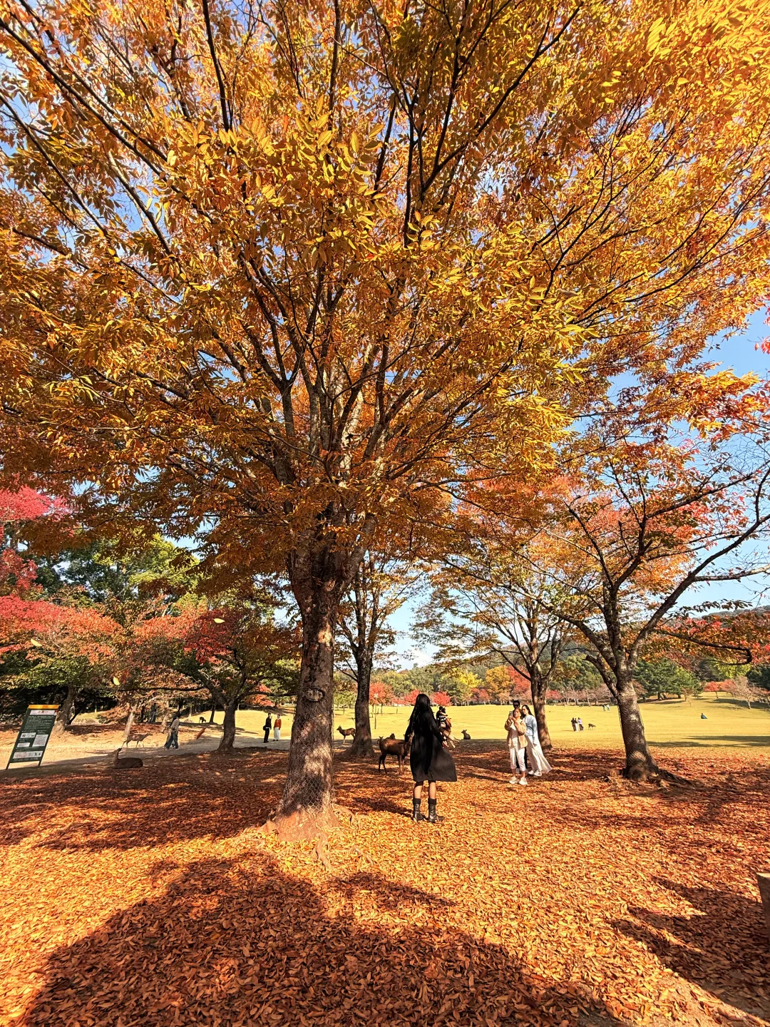 Live丨第一次在奈良感受秋天🦌🍁