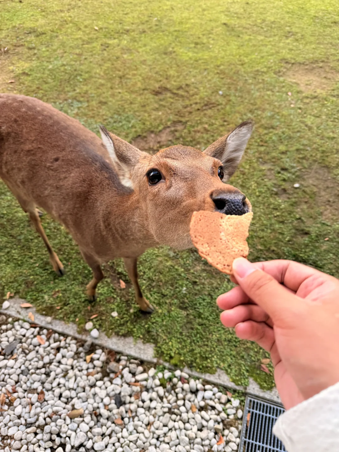 Live丨第一次在奈良感受秋天🦌🍁