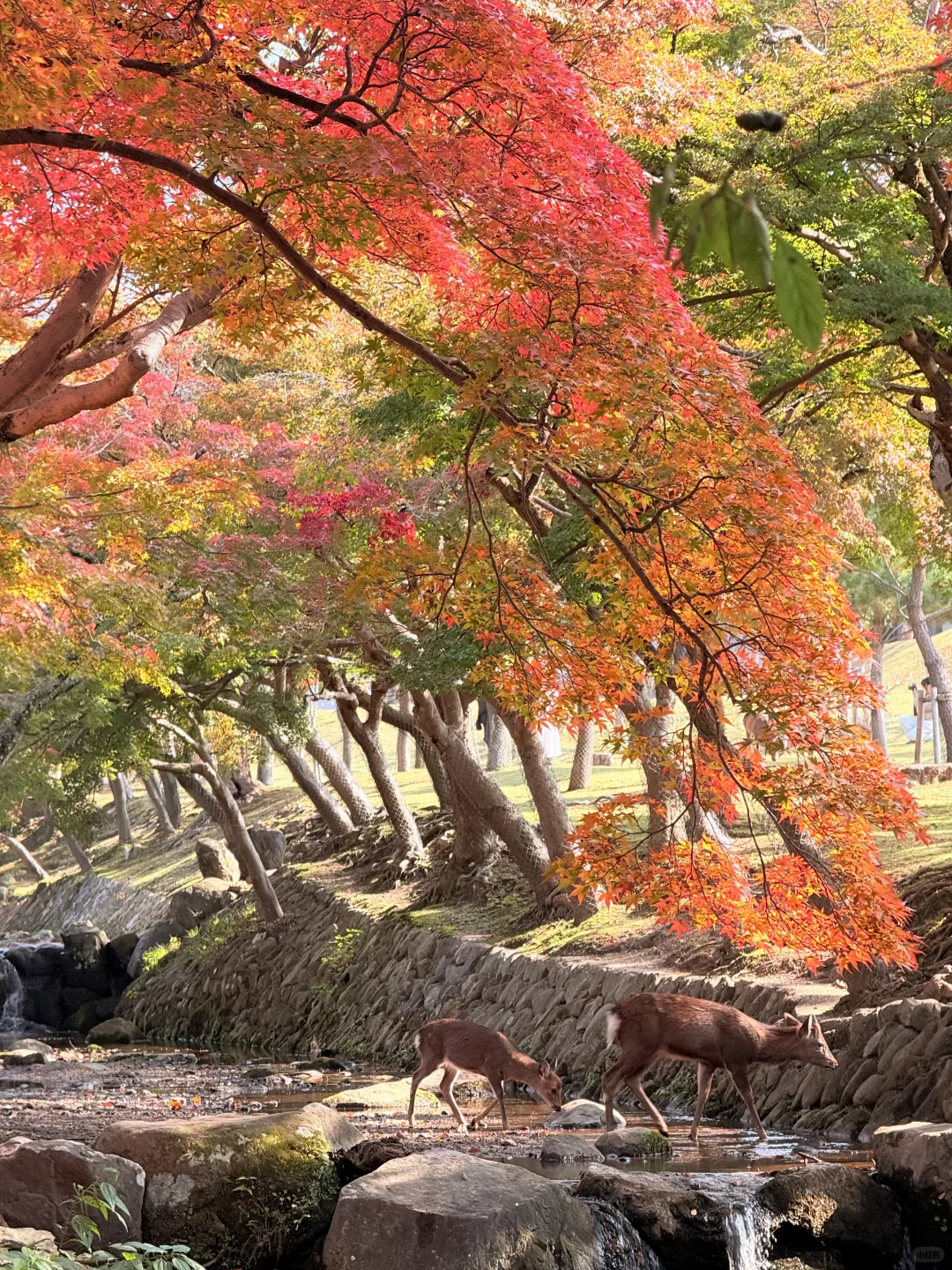 Live丨第一次在奈良感受秋天🦌🍁