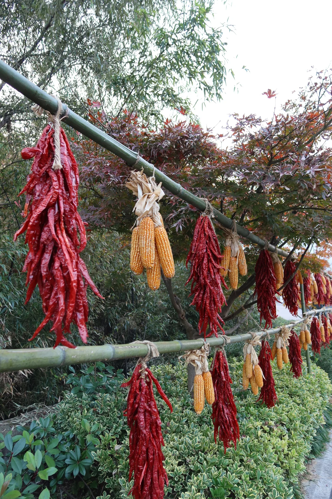周末去哪玩|指南村秋色正当时🍁赏千年银杏