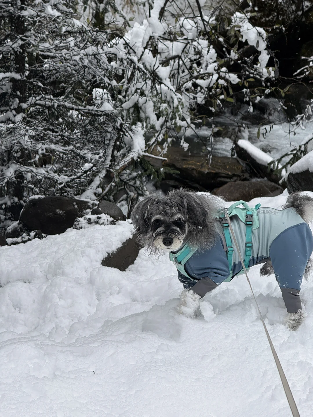 带小狗玩川西｜玛嘉沟