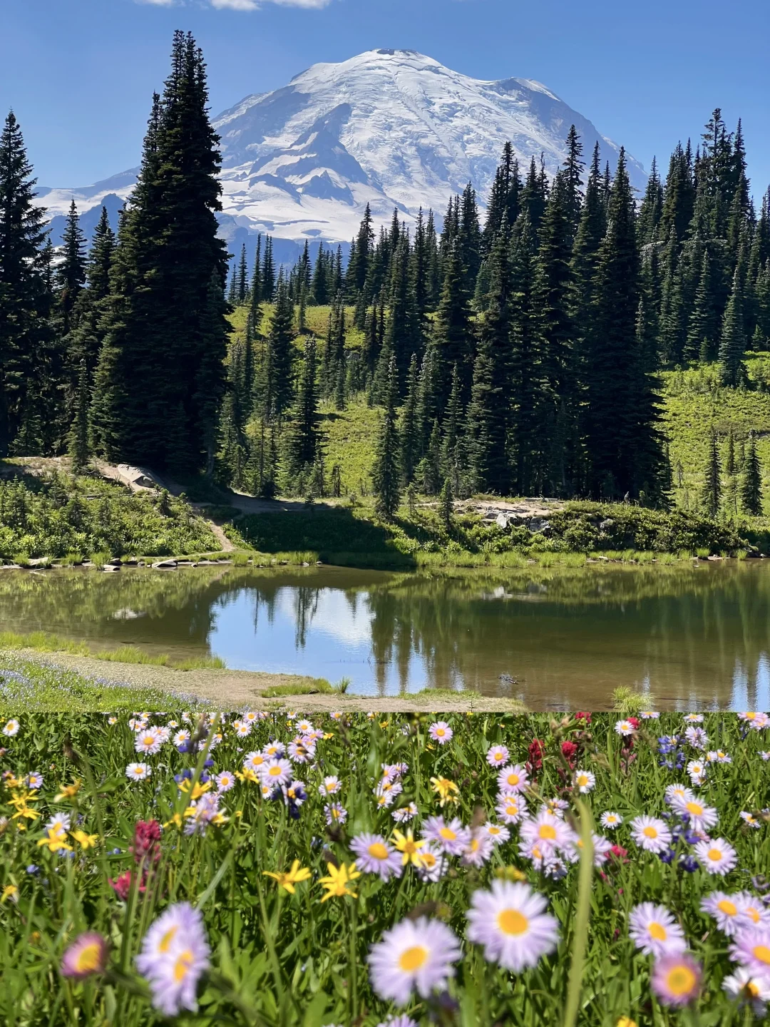 🇺🇸Rainier绝美雪山花海！漫山遍野美晕了！！