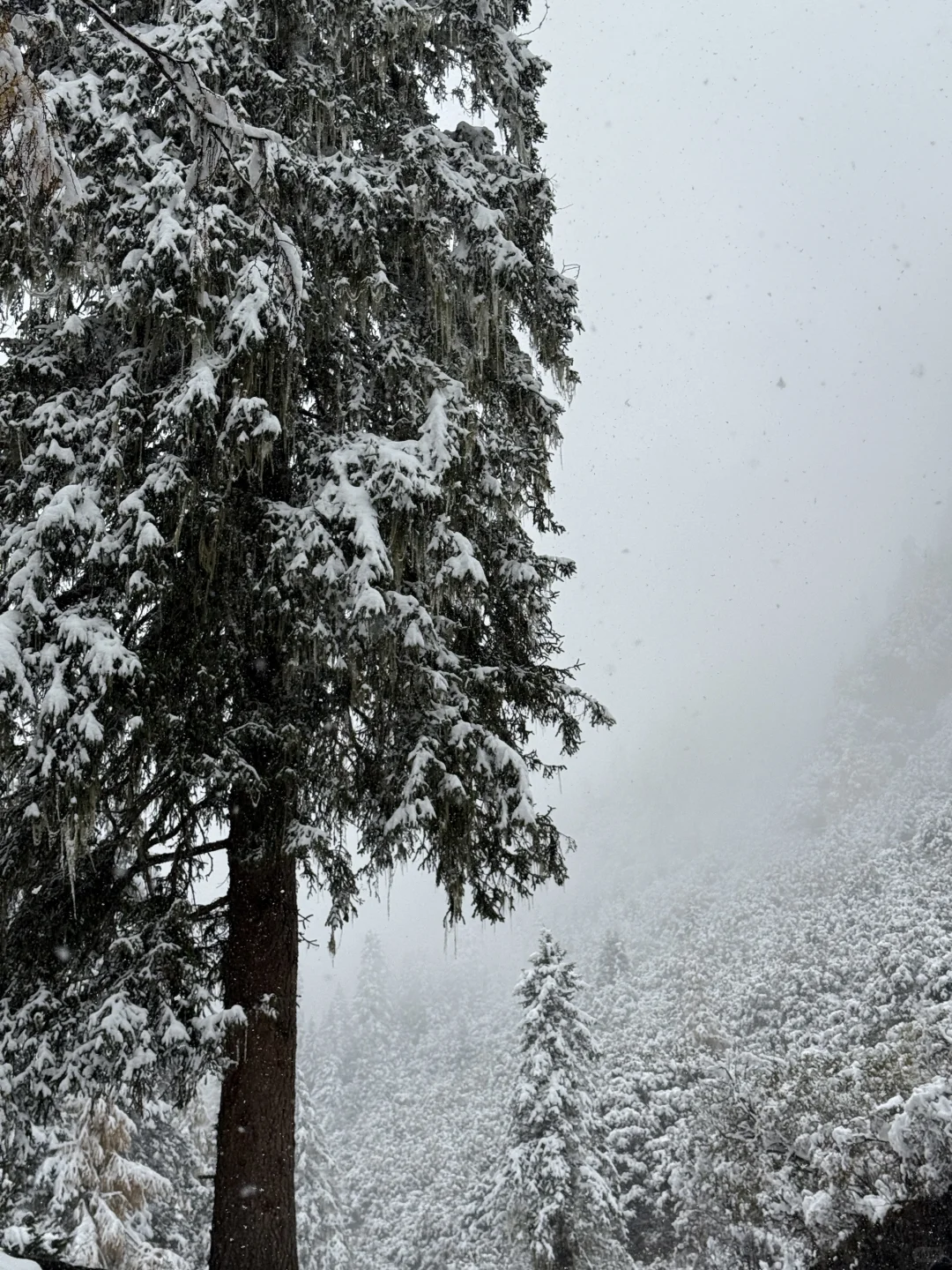 带小狗玩川西｜玛嘉沟
