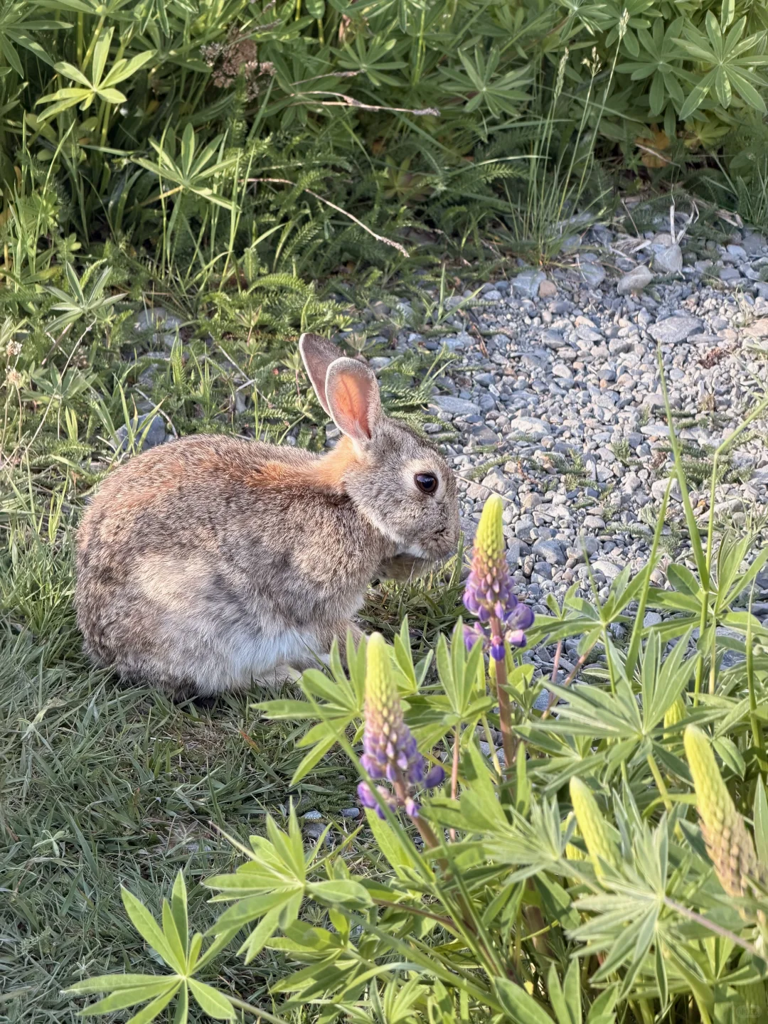 🇳🇿 Lake Tekapo 🩵