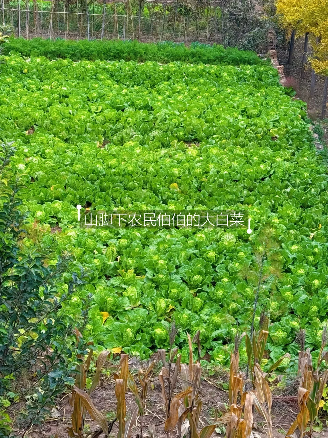 邢台也有自己的喀纳斯｜佛照山