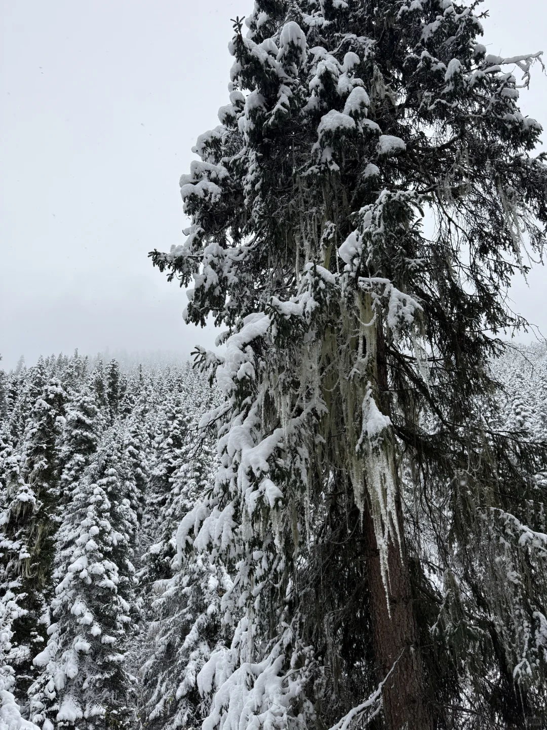 带小狗玩川西｜玛嘉沟