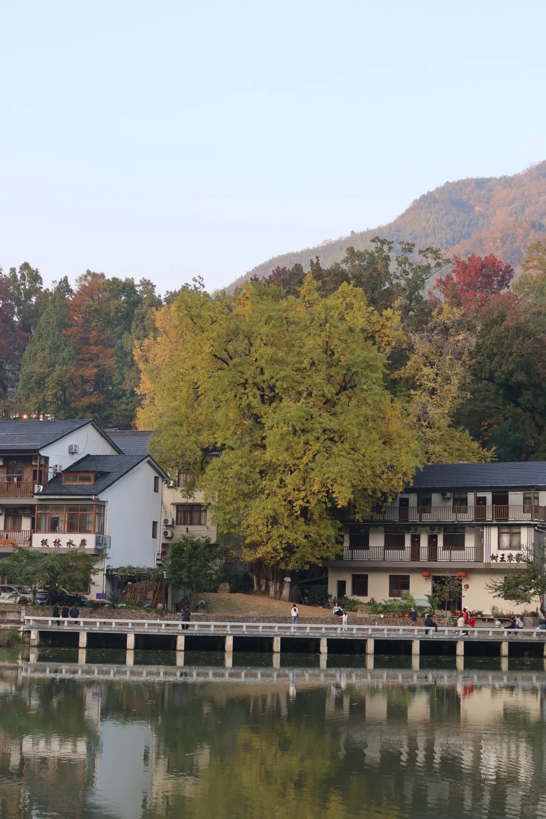 周末去哪玩｜指南村秋色正当时🍁赏千年银杏