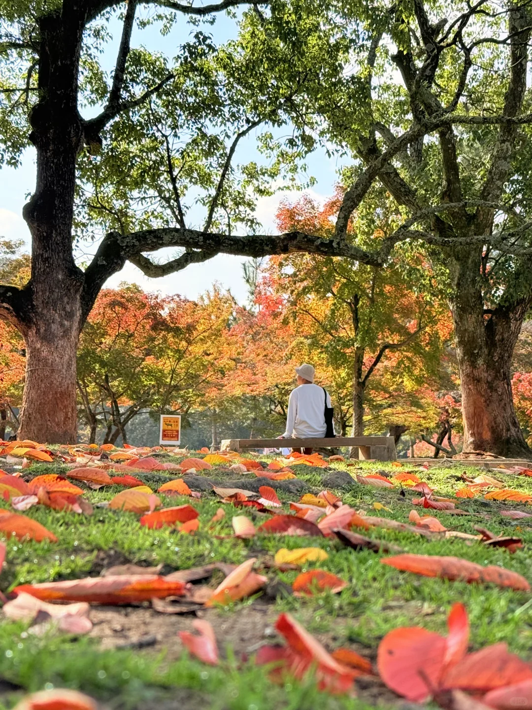 Live丨第一次在奈良感受秋天🦌🍁