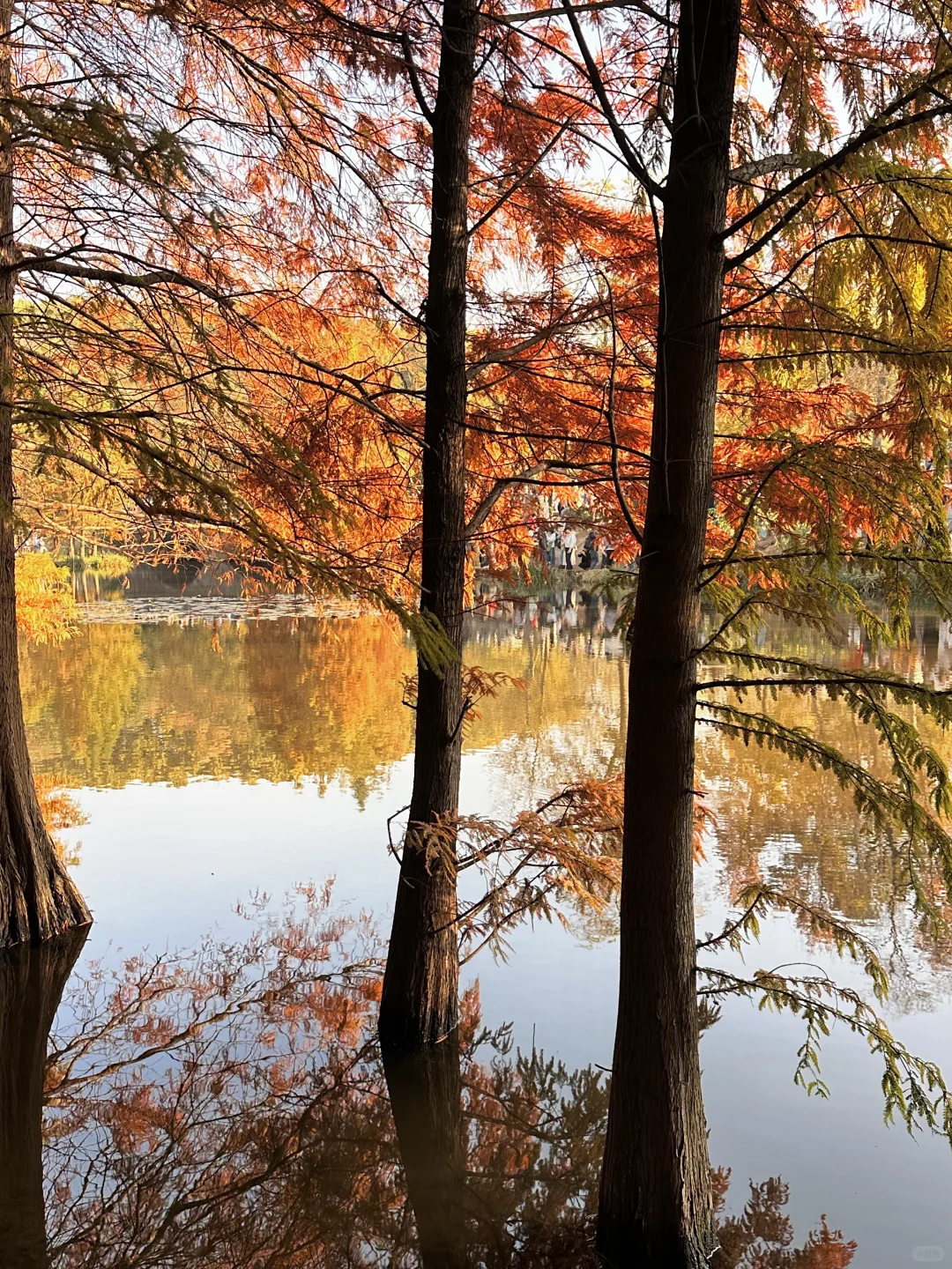 11.21实拍live🔥南京明孝陵落羽杉杀疯了！！！