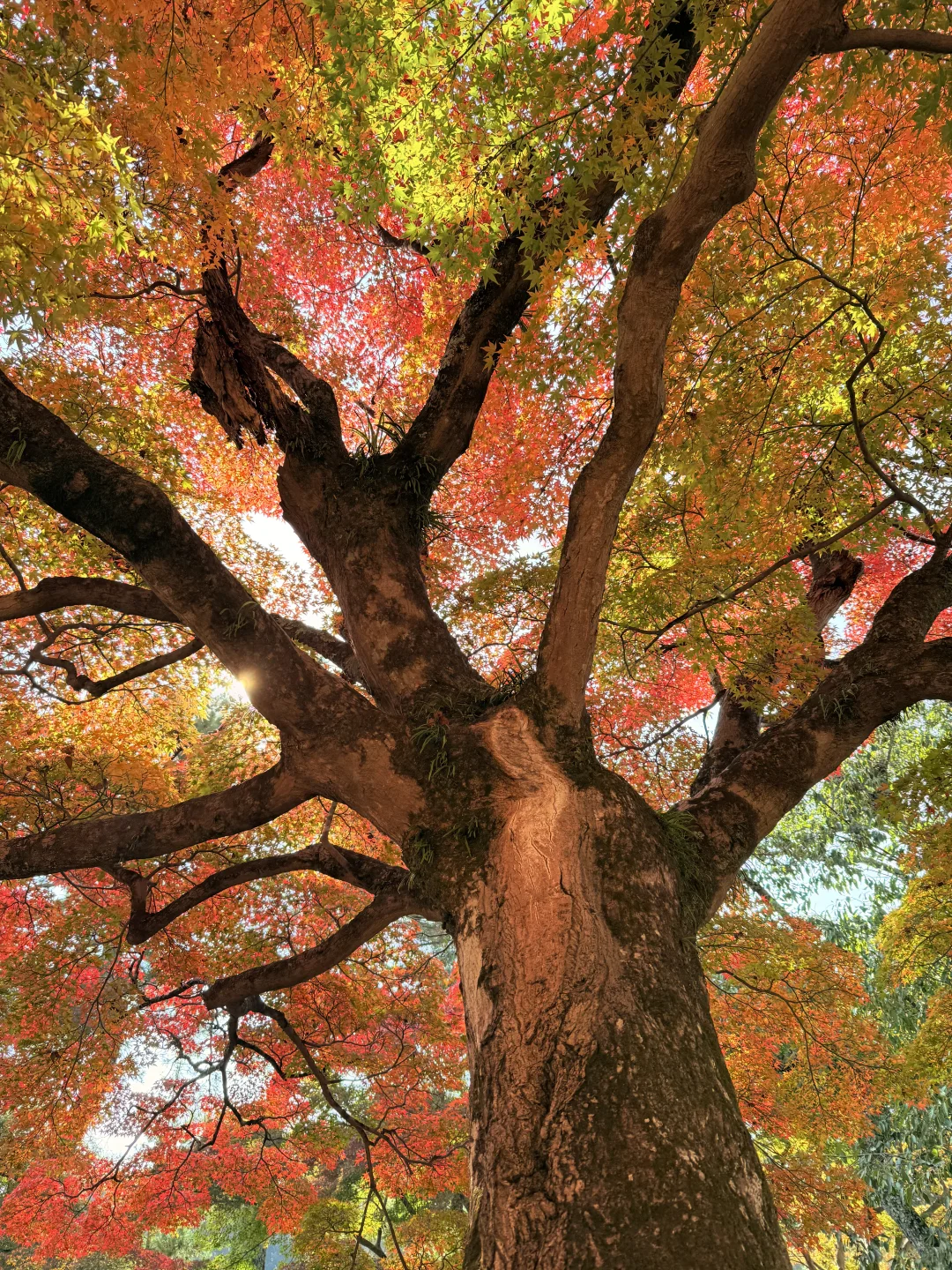 Live丨第一次在奈良感受秋天🦌🍁