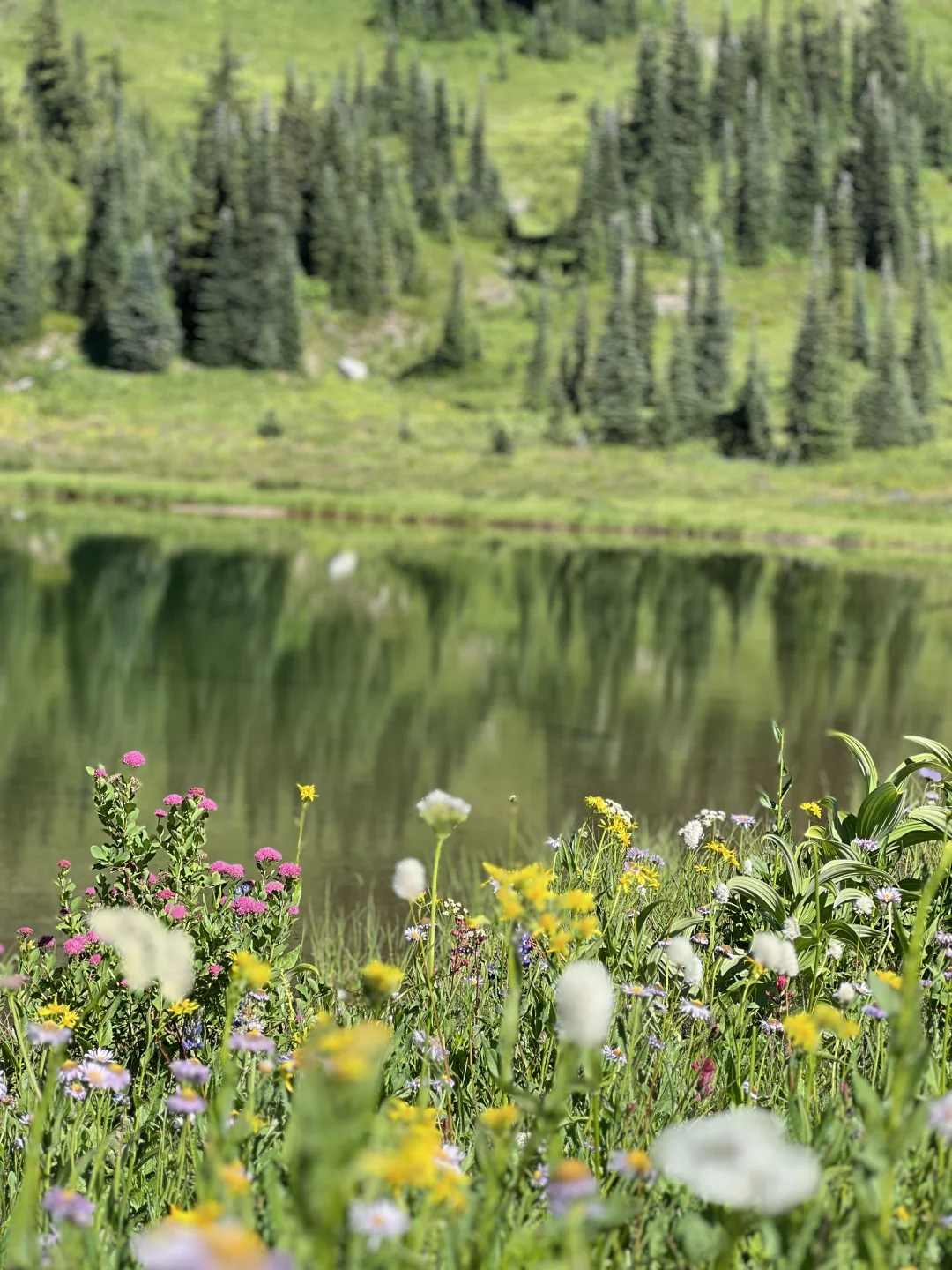 🇺🇸Rainier绝美雪山花海！漫山遍野美晕了！！