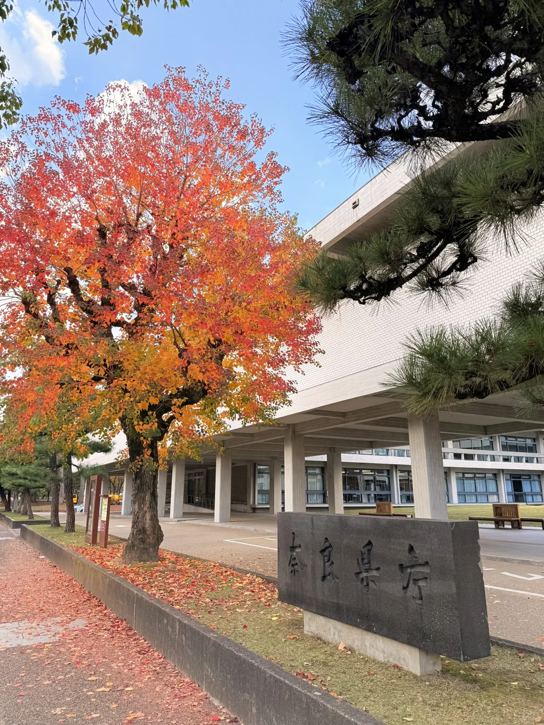 Live丨第一次在奈良感受秋天🦌🍁