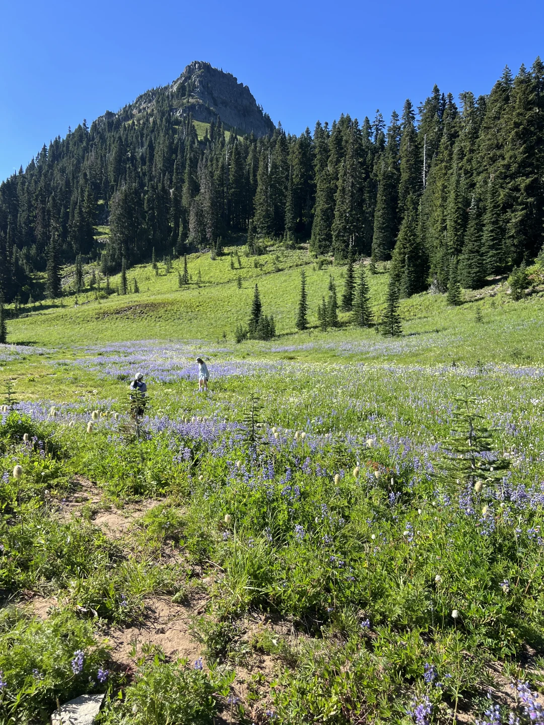 🇺🇸Rainier绝美雪山花海！漫山遍野美晕了！！