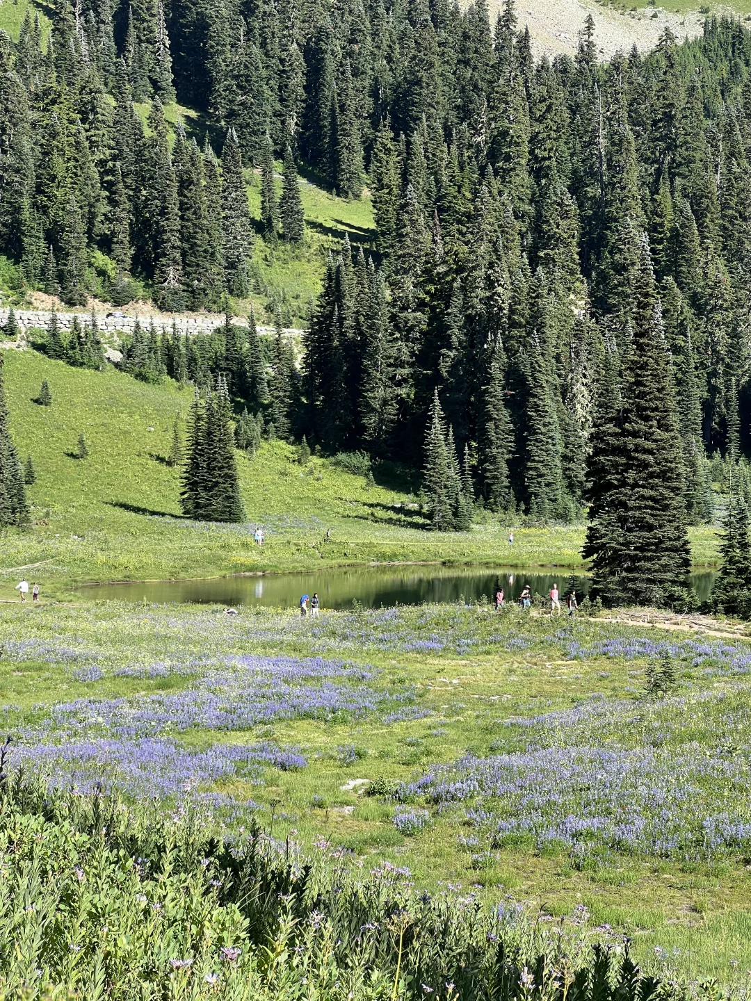 🇺🇸Rainier绝美雪山花海！漫山遍野美晕了！！