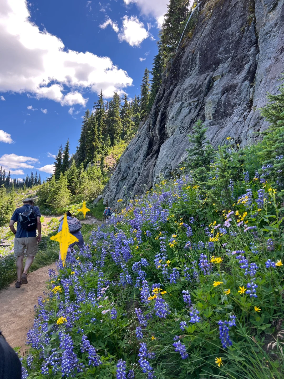 🇺🇸Rainier绝美雪山花海！漫山遍野美晕了！！