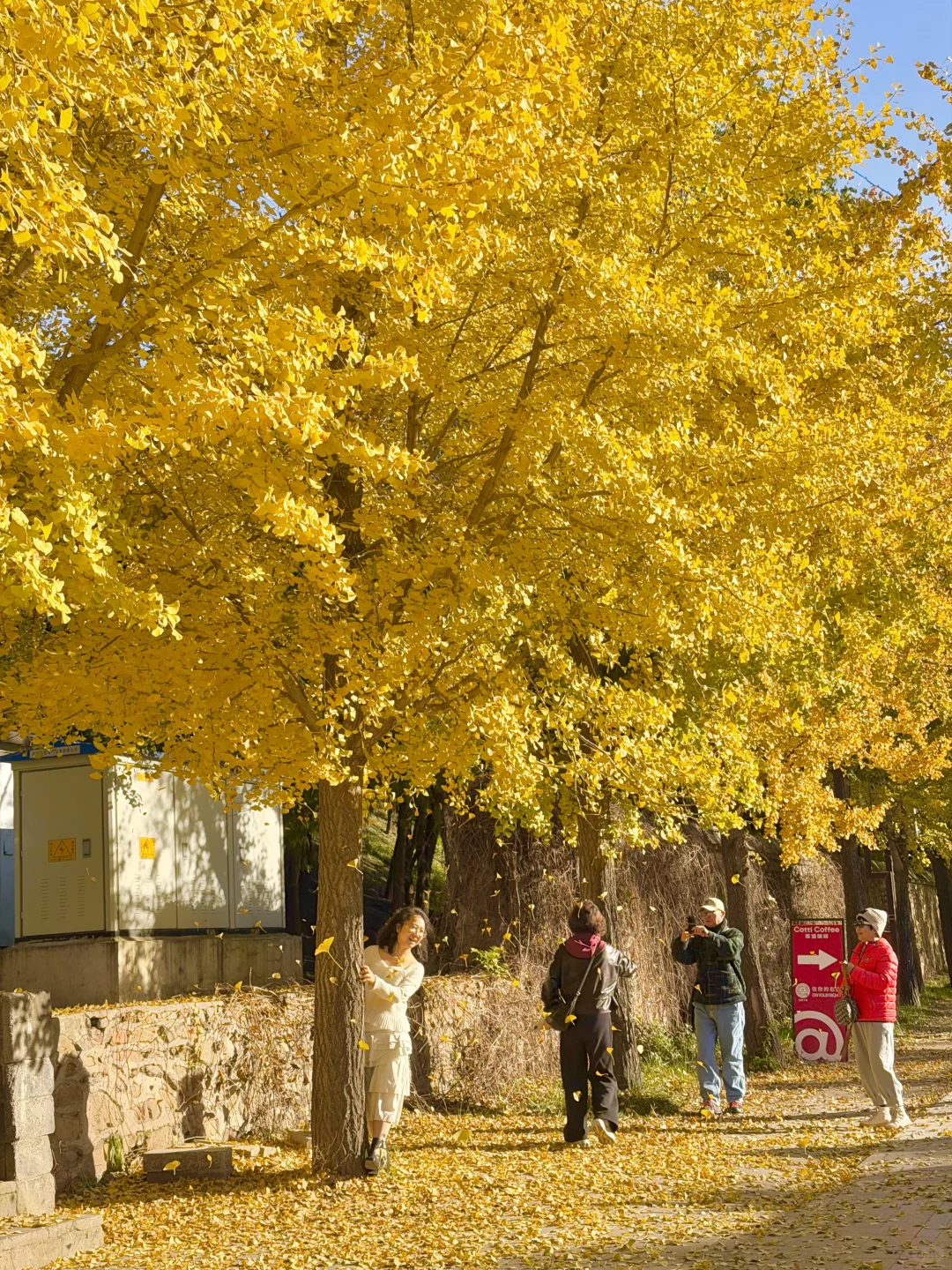 实拍live图，本周北京看银杏走这条路线🍂❗️
