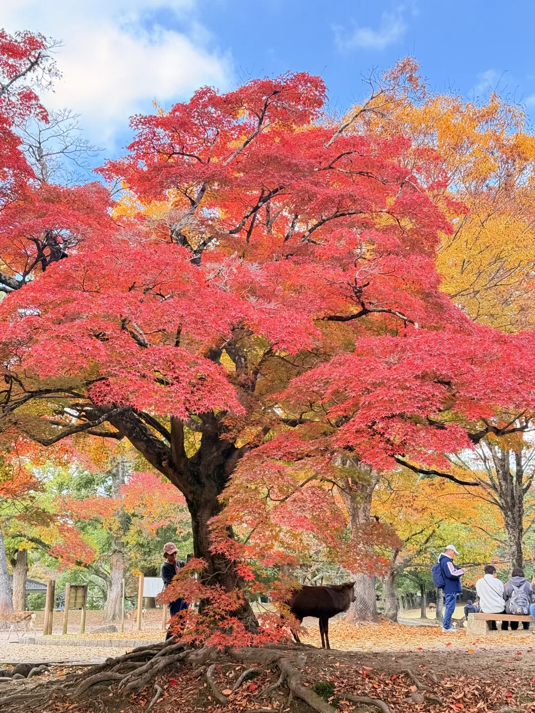 Live丨第一次在奈良感受秋天🦌🍁