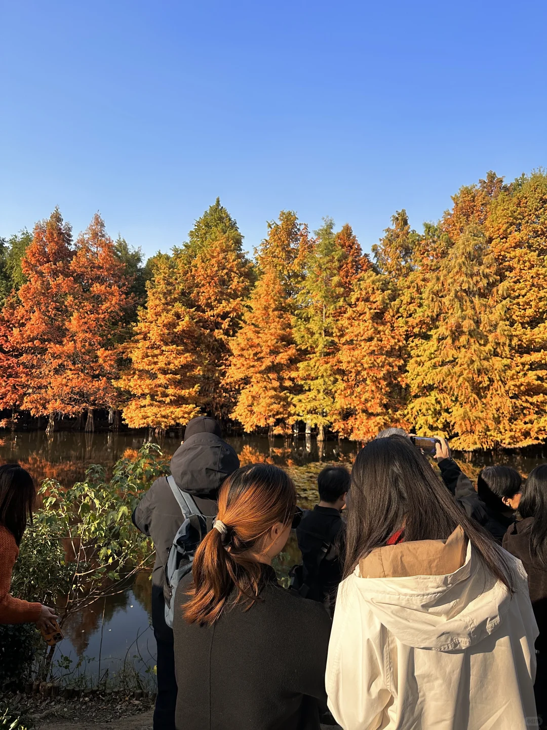 11.21实拍live🔥南京明孝陵落羽杉杀疯了！！！