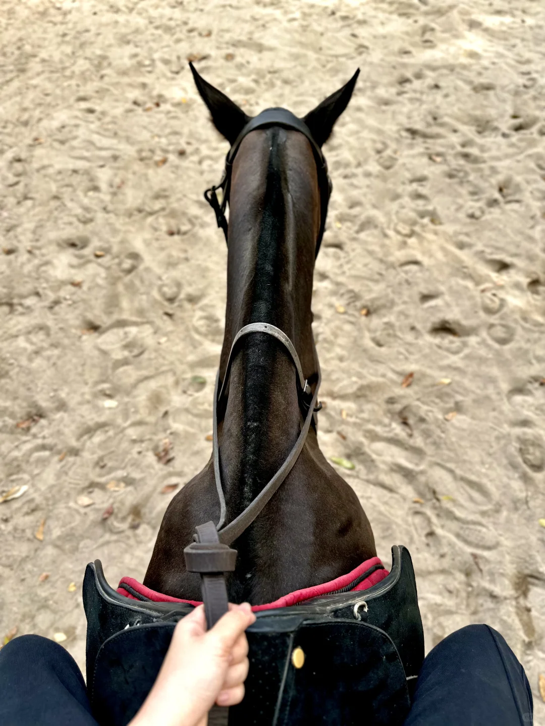 不是国外!是在马六甲新开的马场!!