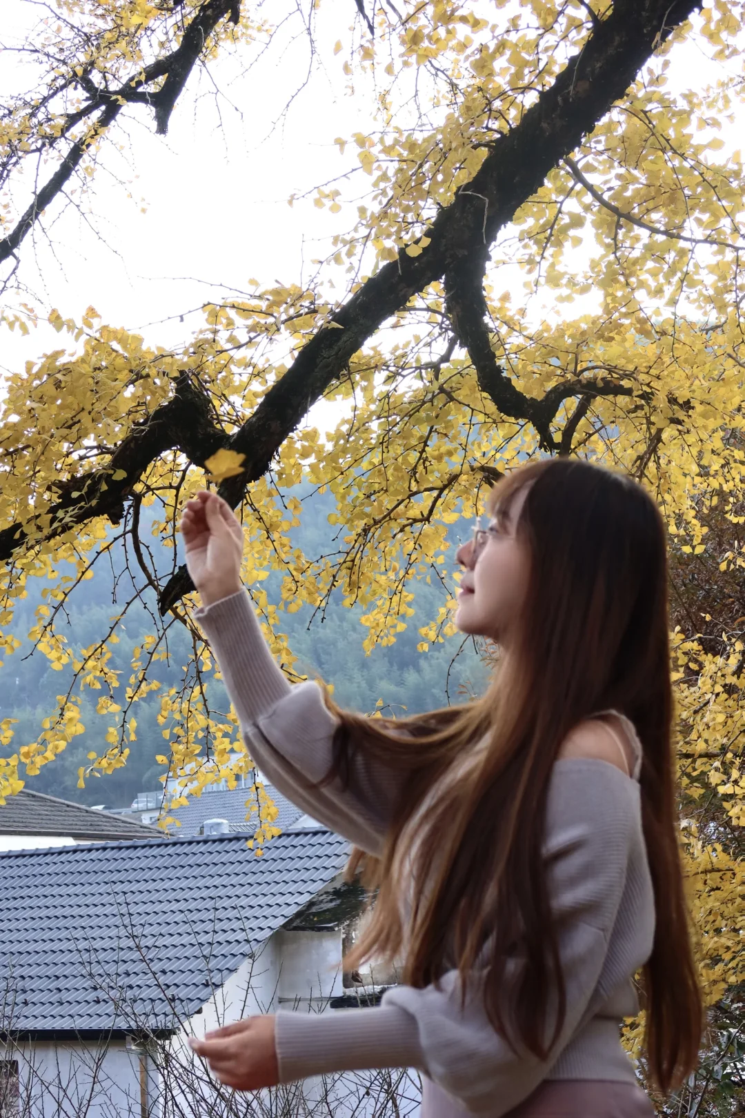 周末去哪玩|指南村秋色正当时🍁赏千年银杏