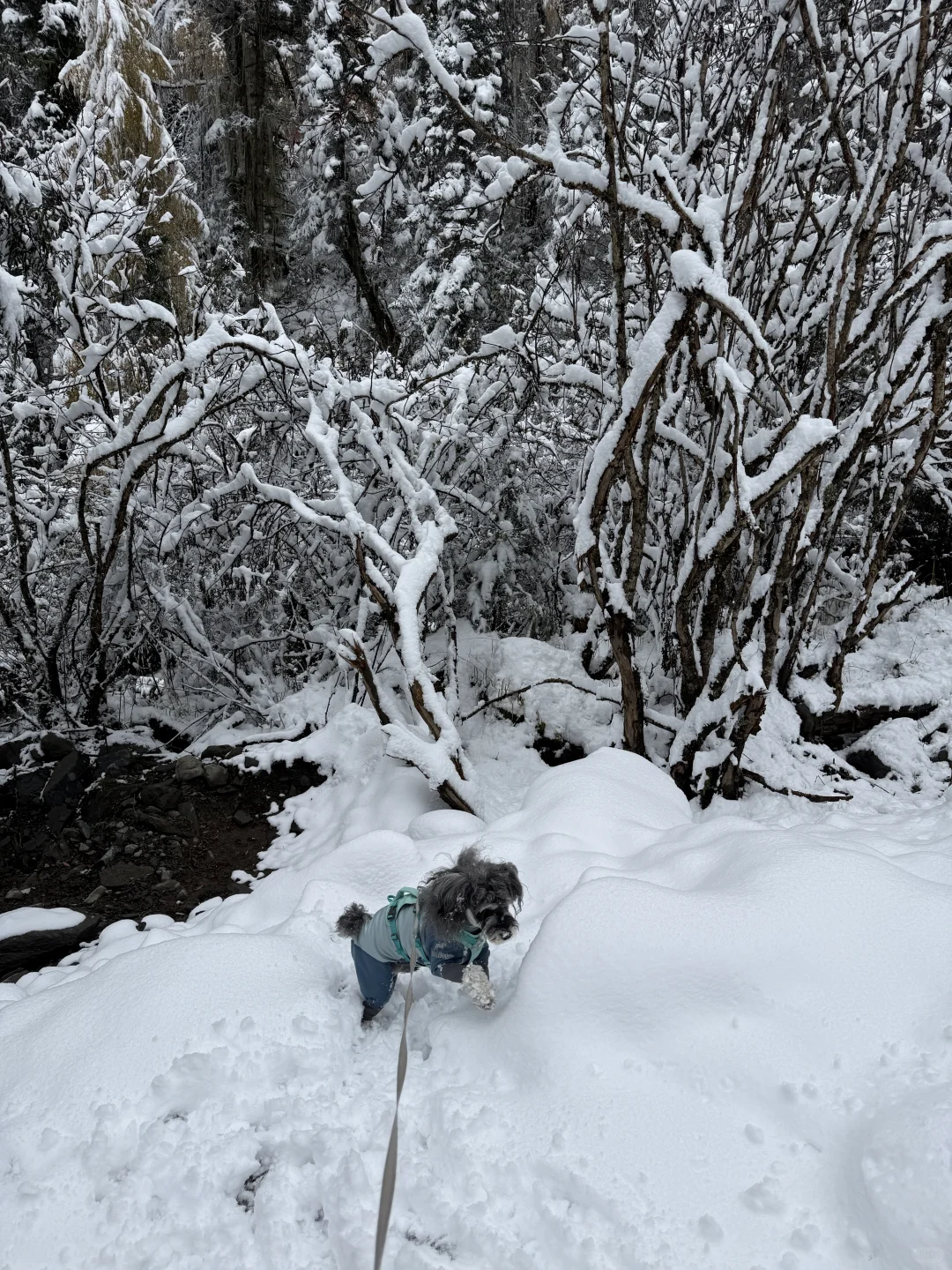 带小狗玩川西｜玛嘉沟