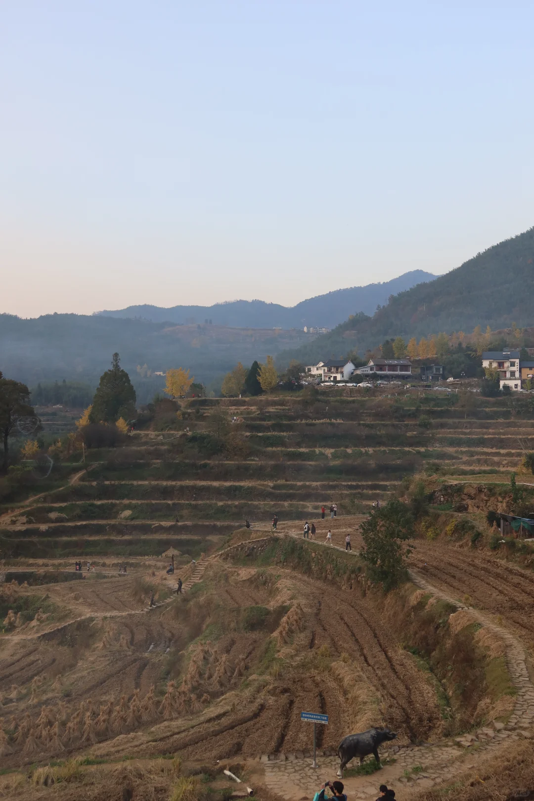 周末去哪玩|指南村秋色正当时🍁赏千年银杏