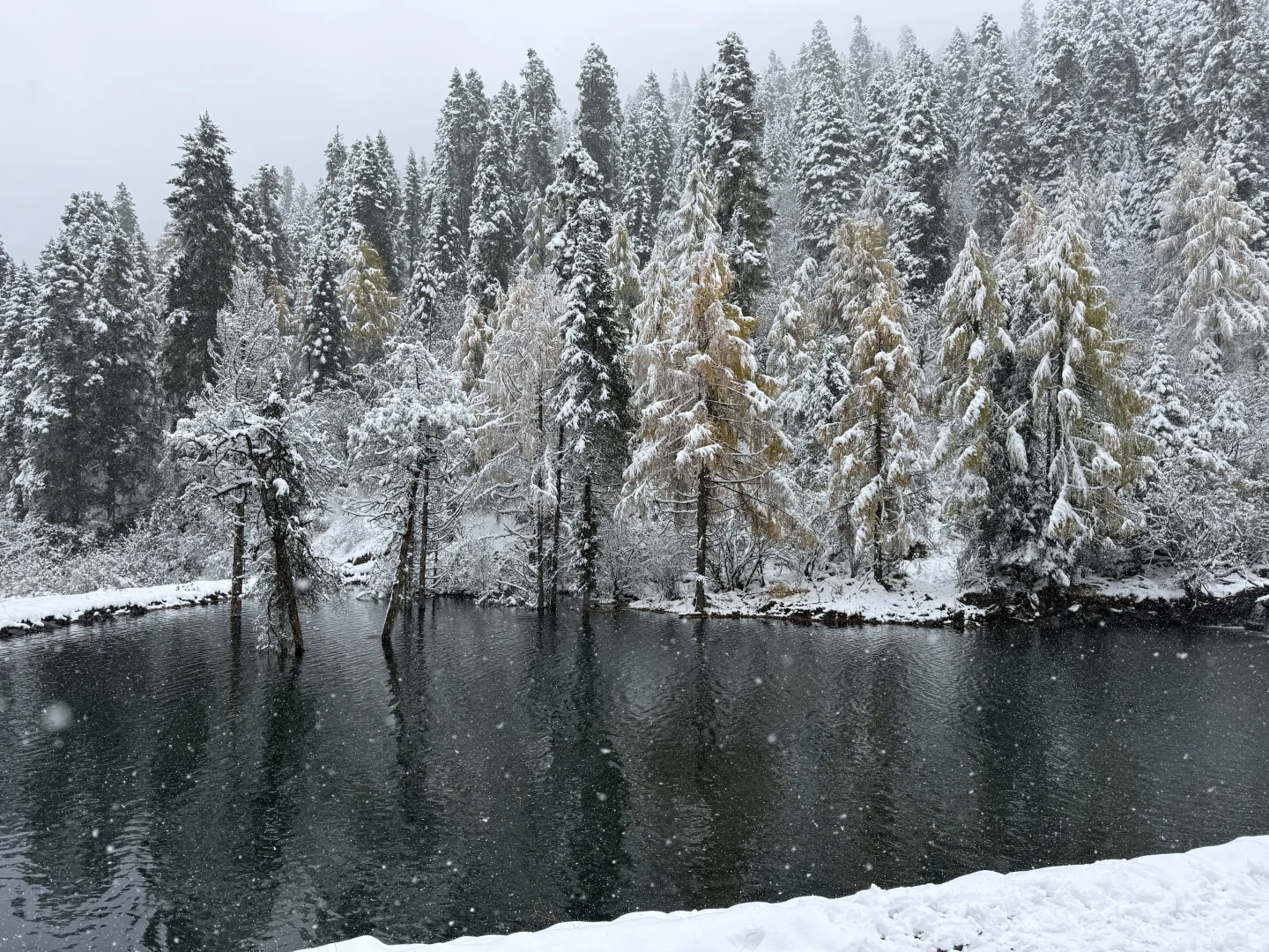 带小狗玩川西｜玛嘉沟