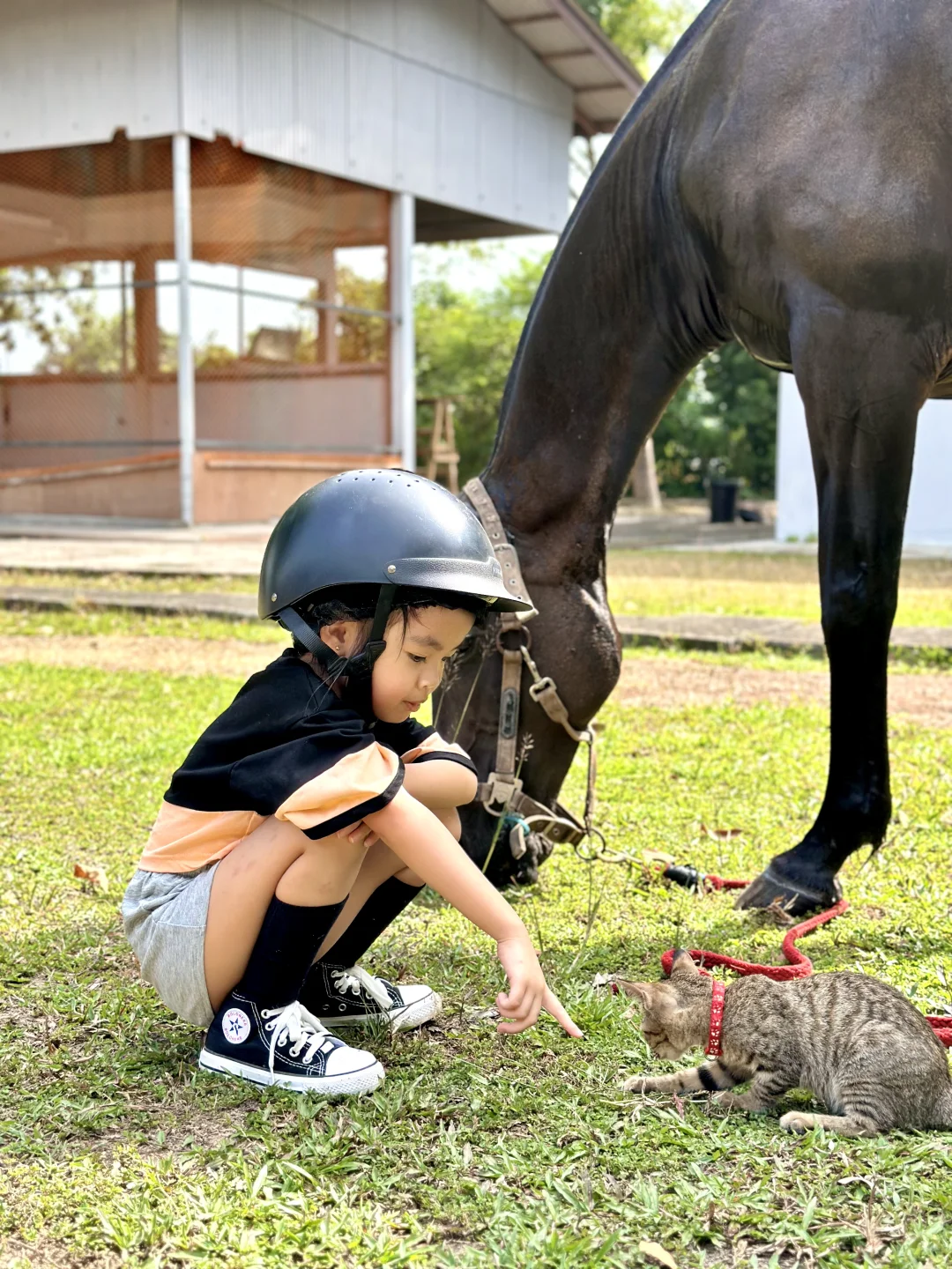 不是国外!是在马六甲新开的马场!!