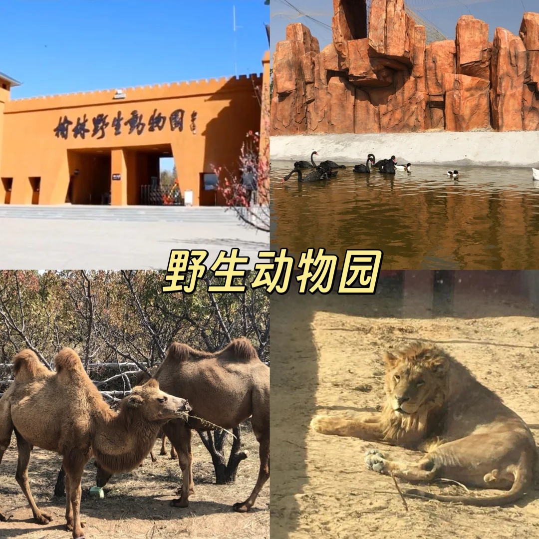 榆林遛娃必去的九个宝藏地