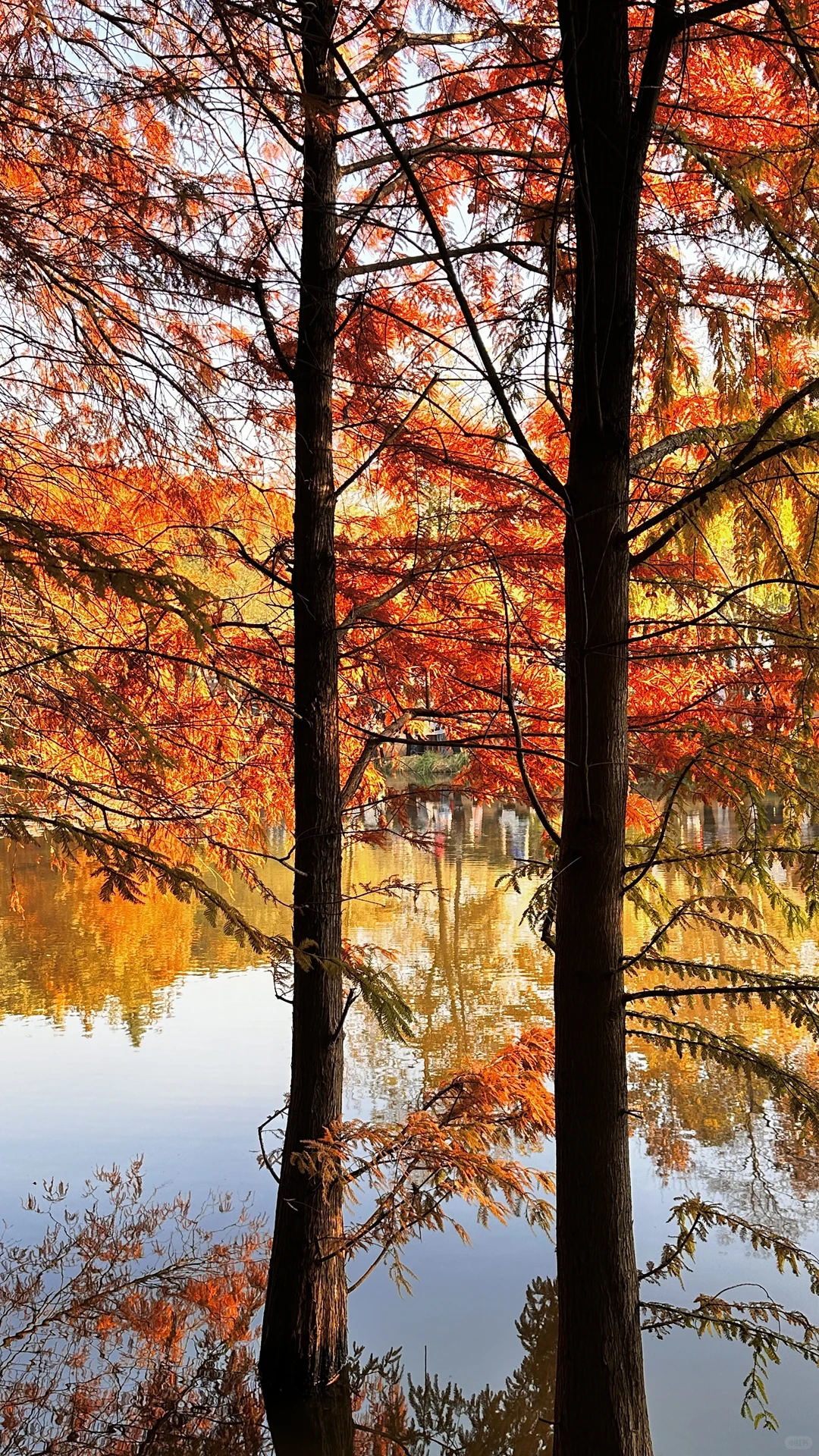 11.21实拍live🔥南京明孝陵落羽杉杀疯了！！！