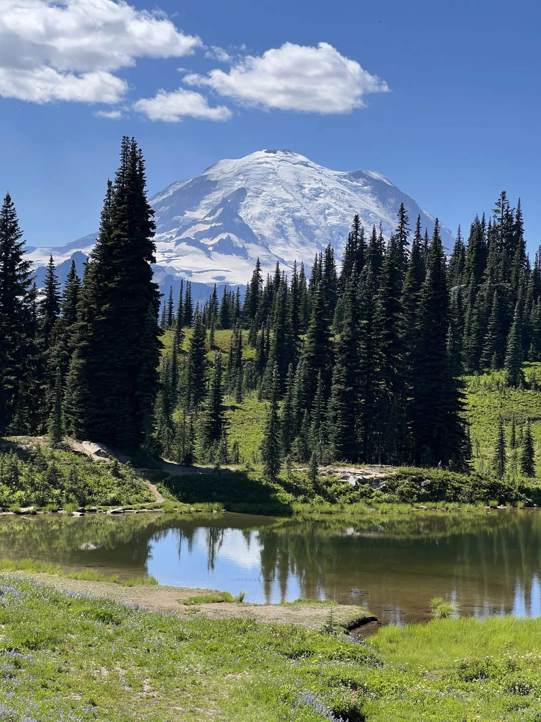 🇺🇸Rainier绝美雪山花海！漫山遍野美晕了！！