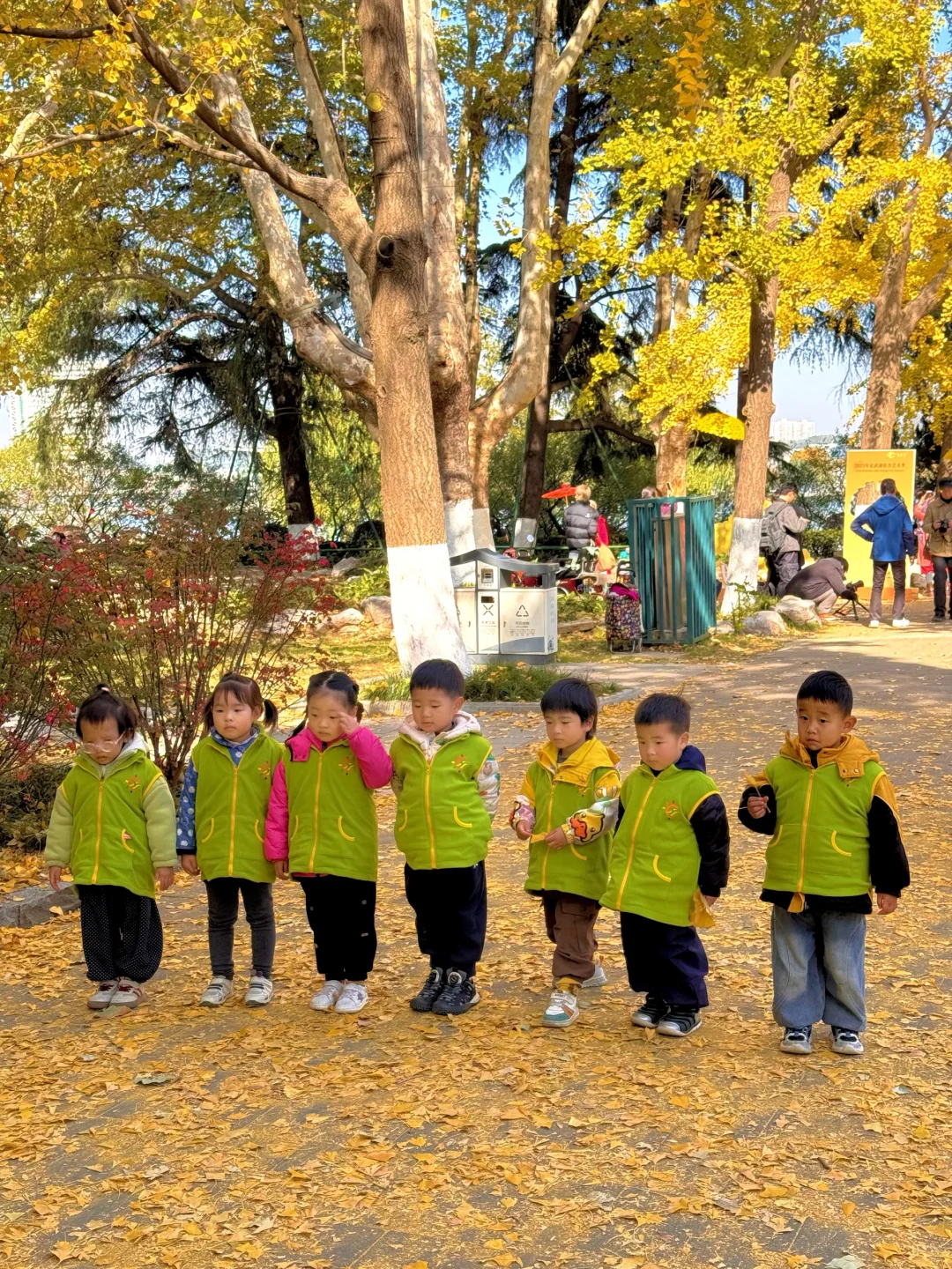 11.26南京玄武湖银杏&明孝陵落羽杉