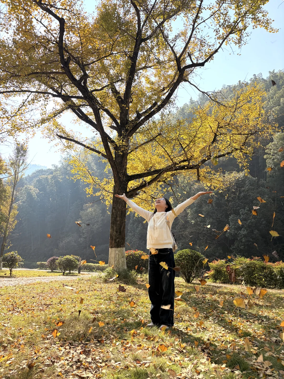 交换一张你拍的银杏吧